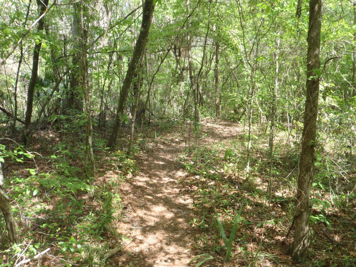A narrow dirt path winding through a lush green forest, surrounded by tall trees and dense foliage. Sunlight filters through the leaves, illuminating the ground covered with fallen leaves and small plants along the sides of the trail. Hogtown Creek Greenway mountain bike trail.