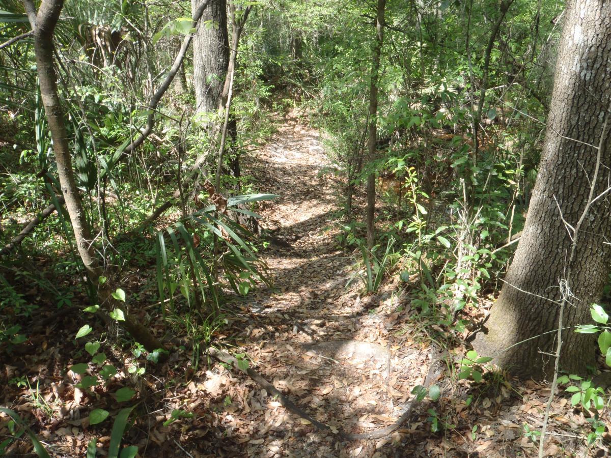 A narrow dirt path winding through a dense forest, surrounded by various green plants and trees. Sunlight filters through the foliage, casting gentle shadows on the leaf-covered ground. Hogtown Creek Greenway mountain bike trail.