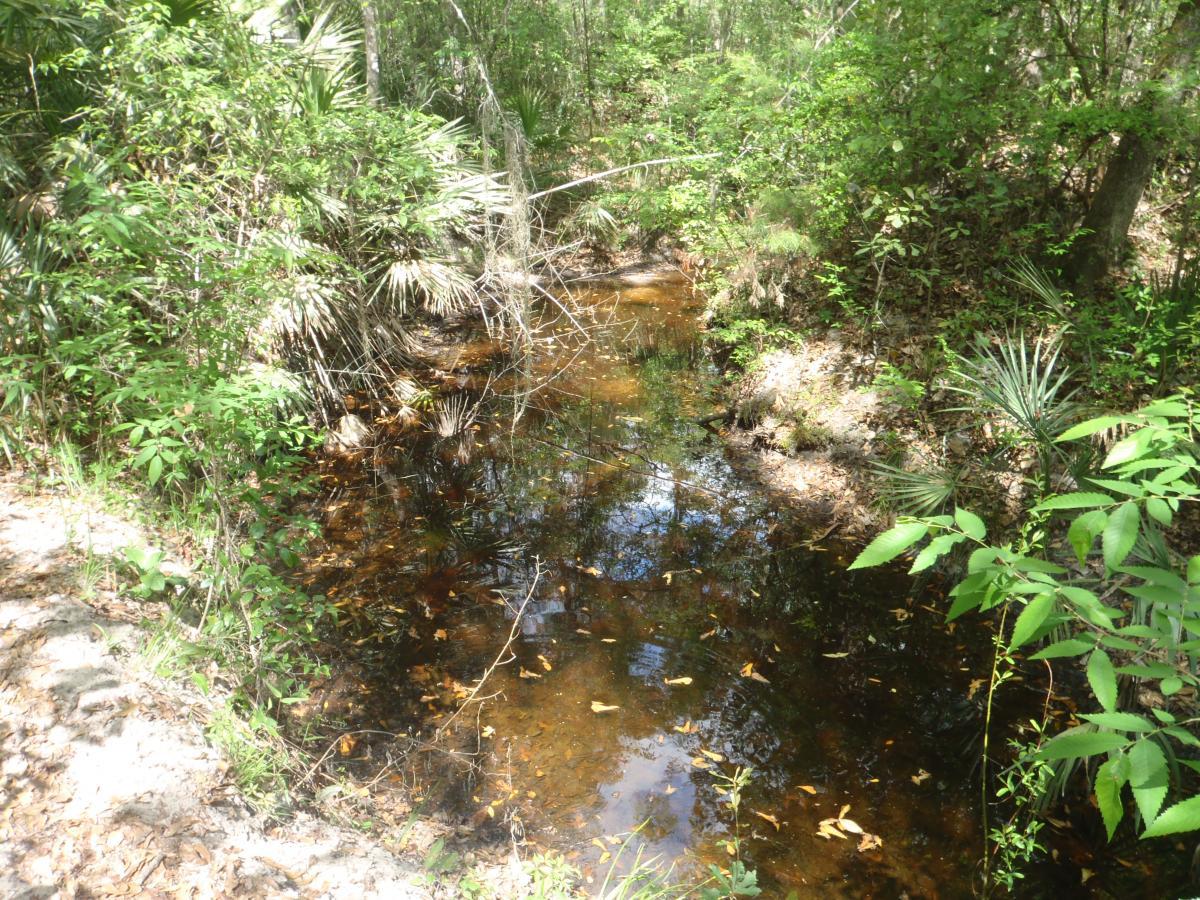 A tranquil forest scene featuring a shallow stream surrounded by lush greenery, including various plants and trees. The water reflects the surrounding foliage and is dotted with fallen leaves, creating a serene atmosphere in a natural setting. Hogtown Creek Greenway mountain bike trail.