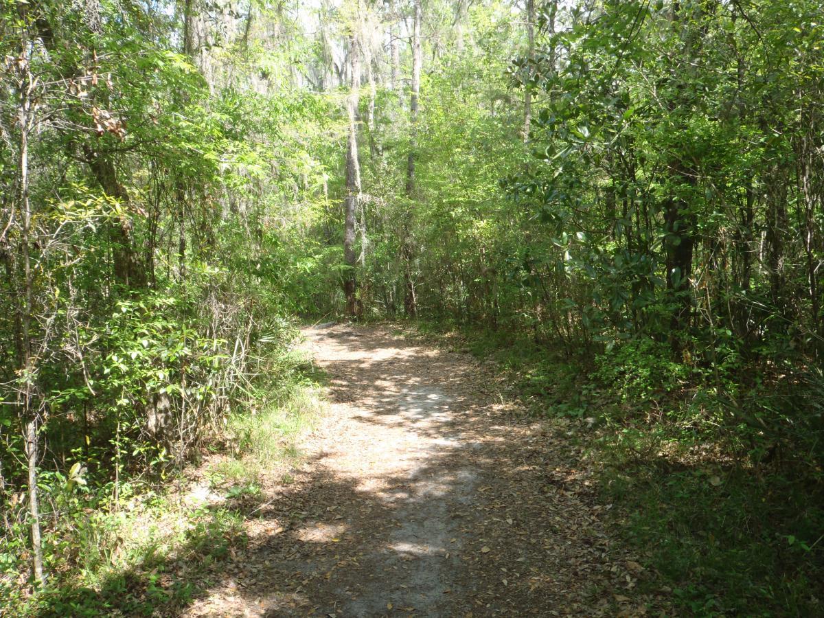 A winding dirt path through a dense forest, surrounded by lush greenery and tall trees, with sunlight filtering through the leaves. Hogtown Creek Greenway mountain bike trail.