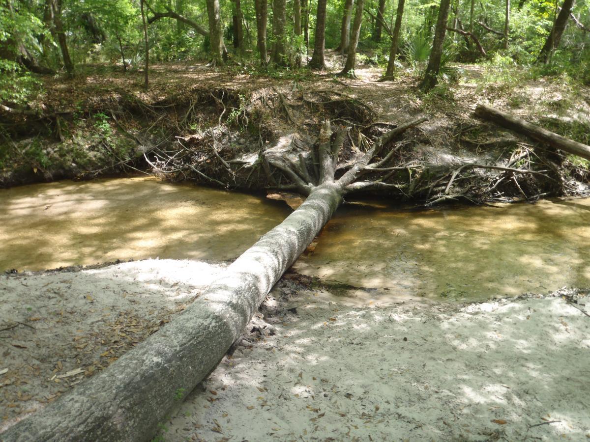 A fallen tree extends across a shallow, muddy creek, surrounded by a lush forest with green leaves and underbrush. Sunlight filters through the tree canopy, casting dappled shadows on the ground, which is covered in sandy soil and scattered leaves. Hogtown Creek Greenway mountain bike trail.