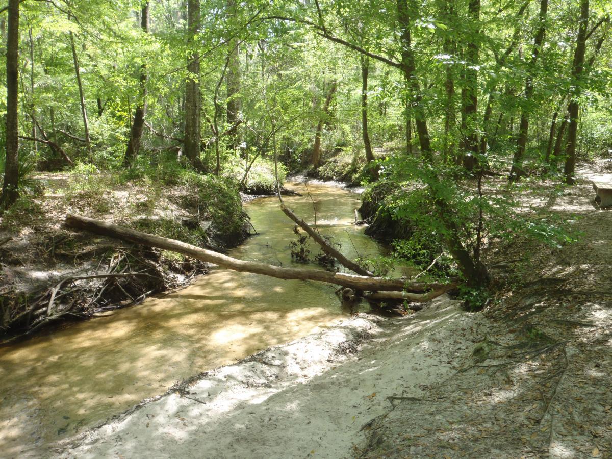 A serene creek flows through a lush forest, with sunlight filtering through the green leaves of surrounding trees. A fallen log stretches across the water, and sandy banks are visible along the edges of the creek, creating a tranquil natural scene. Hogtown Creek Greenway mountain bike trail.