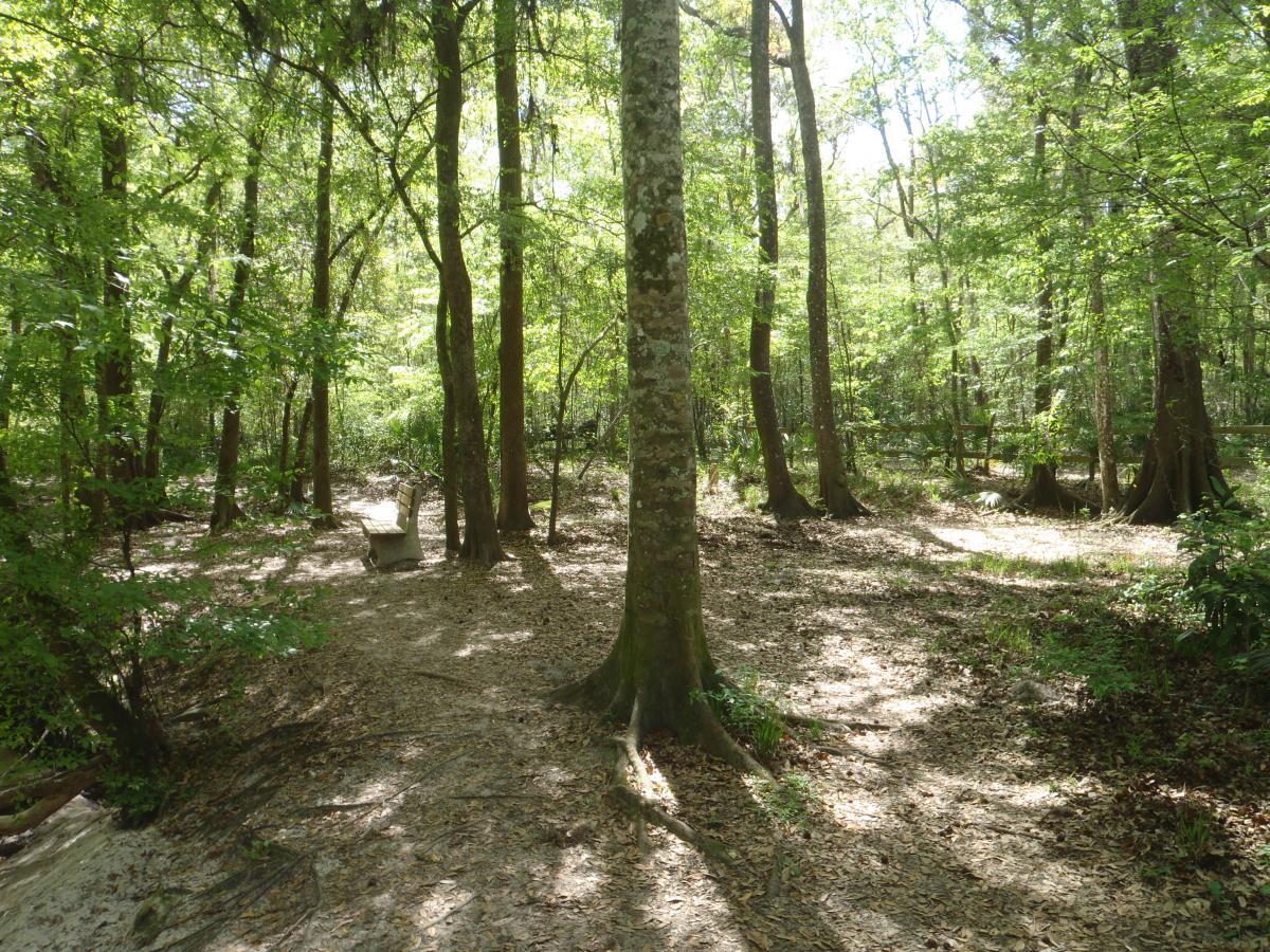 A serene forest scene with tall trees and lush green foliage, filtered sunlight casting dappled shadows on the ground, and a wooden bench positioned along a winding path. Hogtown Creek Greenway mountain bike trail.