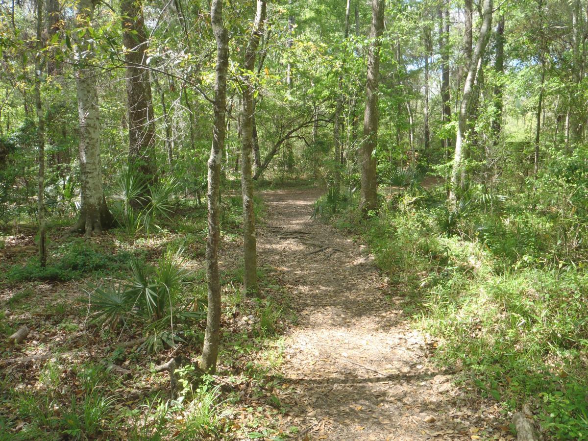 A serene forest scene featuring a narrow dirt path winding through a lush wooded area. Tall trees with green foliage provide a natural canopy, while various plants and underbrush frame the path, creating a peaceful atmosphere. Sunlight filters through the leaves, illuminating the scene. Hogtown Creek Greenway mountain bike trail.