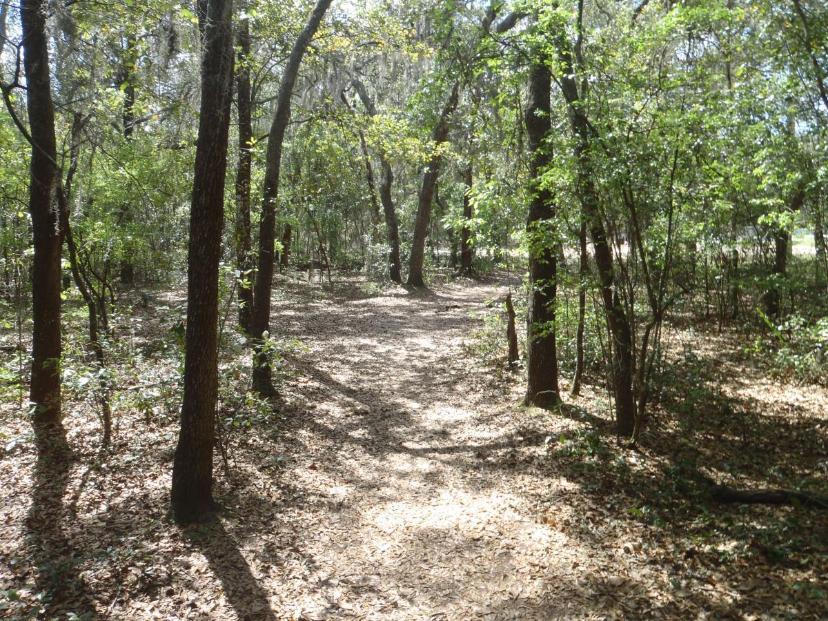 A sunlit forest path surrounded by lush greenery, with tall trees on either side and a carpet of fallen leaves on the ground. Creekside mountain bike trail.