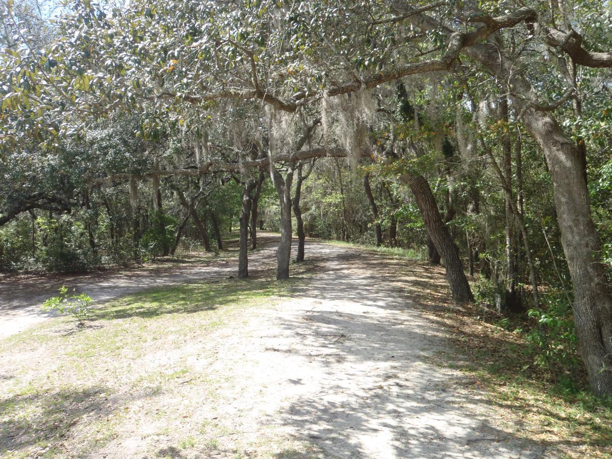 A winding dirt path surrounded by trees in a lush, green forest, with dappled sunlight filtering through the leaves and Spanish moss hanging from the branches. Creekside mountain bike trail.