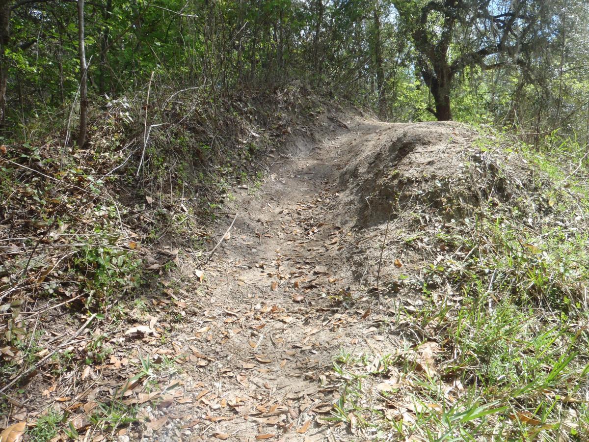 A narrow dirt path winding through a wooded area, bordered by green vegetation and scattered leaves. Sunlight filters through the trees, casting a dappled light on the trail. Creekside mountain bike trail.