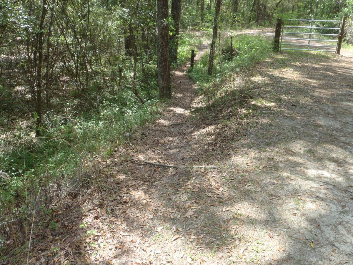 A narrow dirt path winding through a wooded area, bordered by green vegetation and scattered fallen leaves. In the background, a metal gate can be seen along a wider trail, surrounded by trees and underbrush. Sunlight filters through the branches, creating dappled shadows on the ground. Creekside mountain bike trail.
