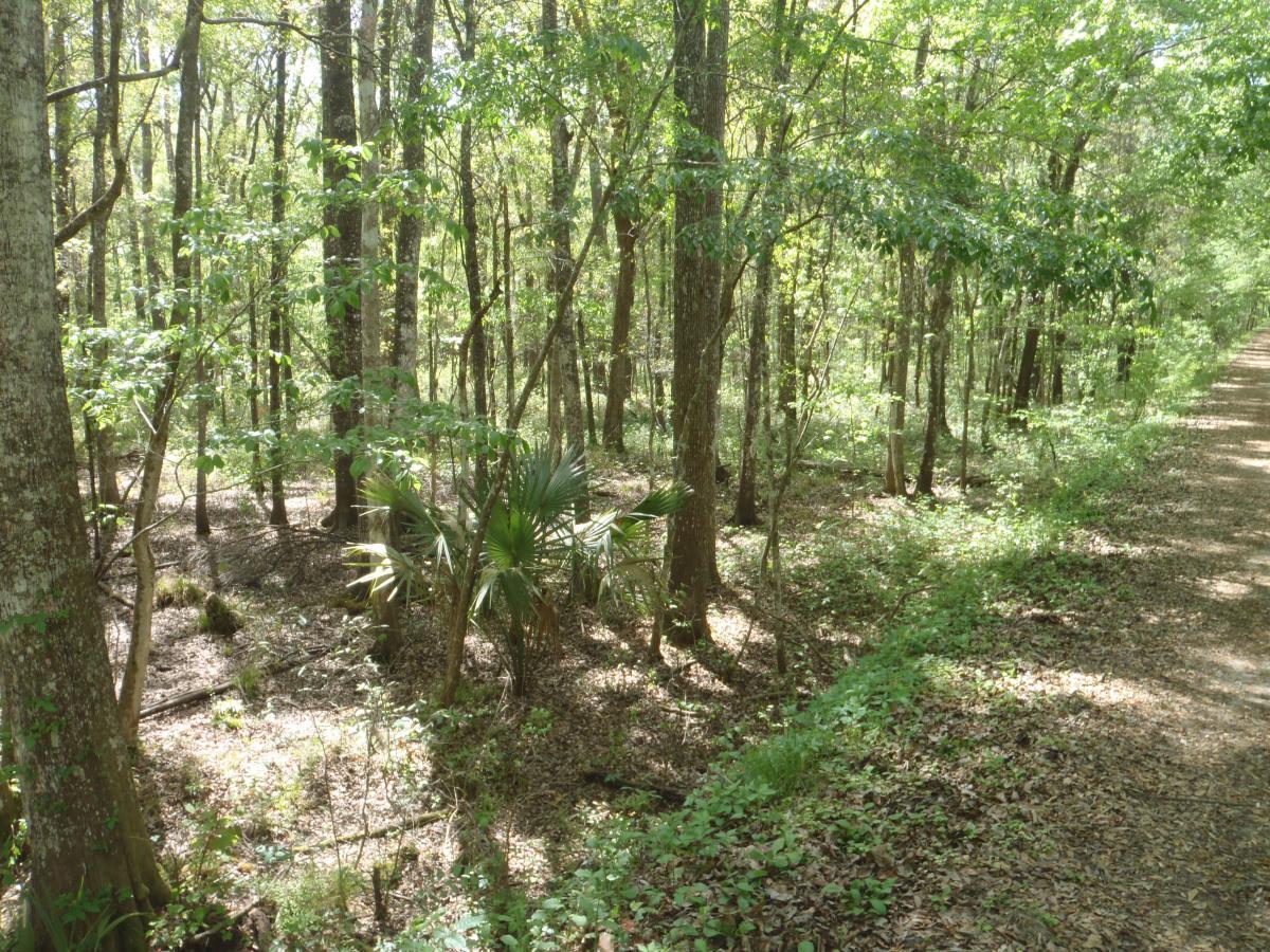 A scenic view of a lush woodland area featuring a variety of trees and plants. Sunlight filters through the leaves, casting dappled shadows on the forest floor, which is covered in fallen leaves and greenery. A dirt path runs along the right side of the image, inviting exploration of the serene natural surroundings. Creekside mountain bike trail.
