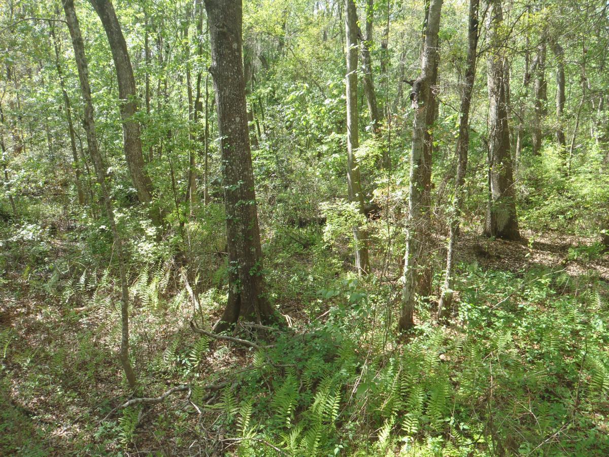A dense forest scene featuring tall trees and lush greenery. Sunlight filters through the leaves, casting dappled shadows on the forest floor, which is covered in ferns and underbrush. The image captures a tranquil, natural environment. Creekside mountain bike trail.