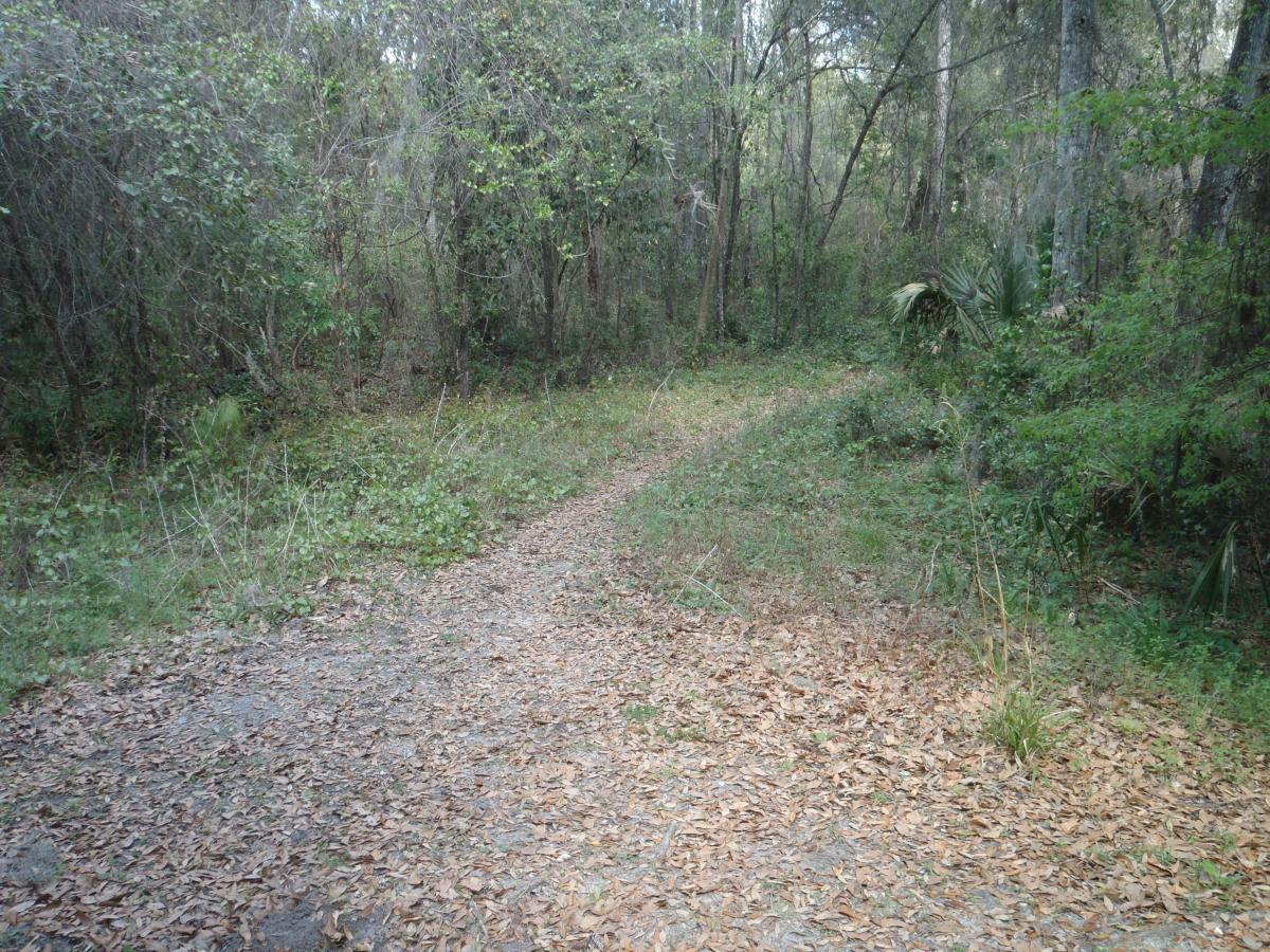 A winding dirt path through a wooded area, surrounded by shrubs and trees. The ground is covered with fallen leaves and small plants, indicating a tranquil, natural setting. Creekside mountain bike trail.