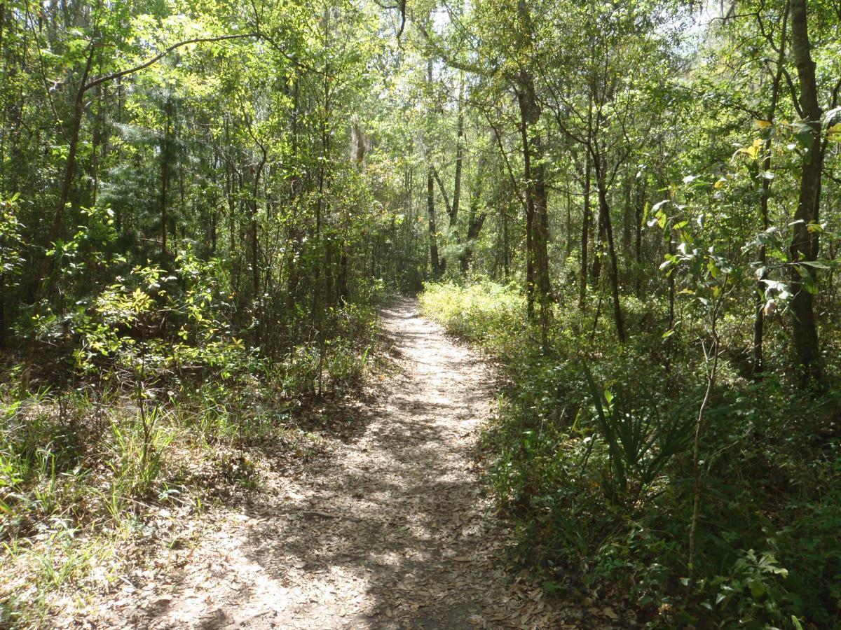 A winding dirt path through a sunlit forest, surrounded by lush greenery and trees. Sunlight filters through the leaves, creating a peaceful and serene atmosphere. Fluffy leaf litter and small plants line the edges of the trail. Creekside mountain bike trail.
