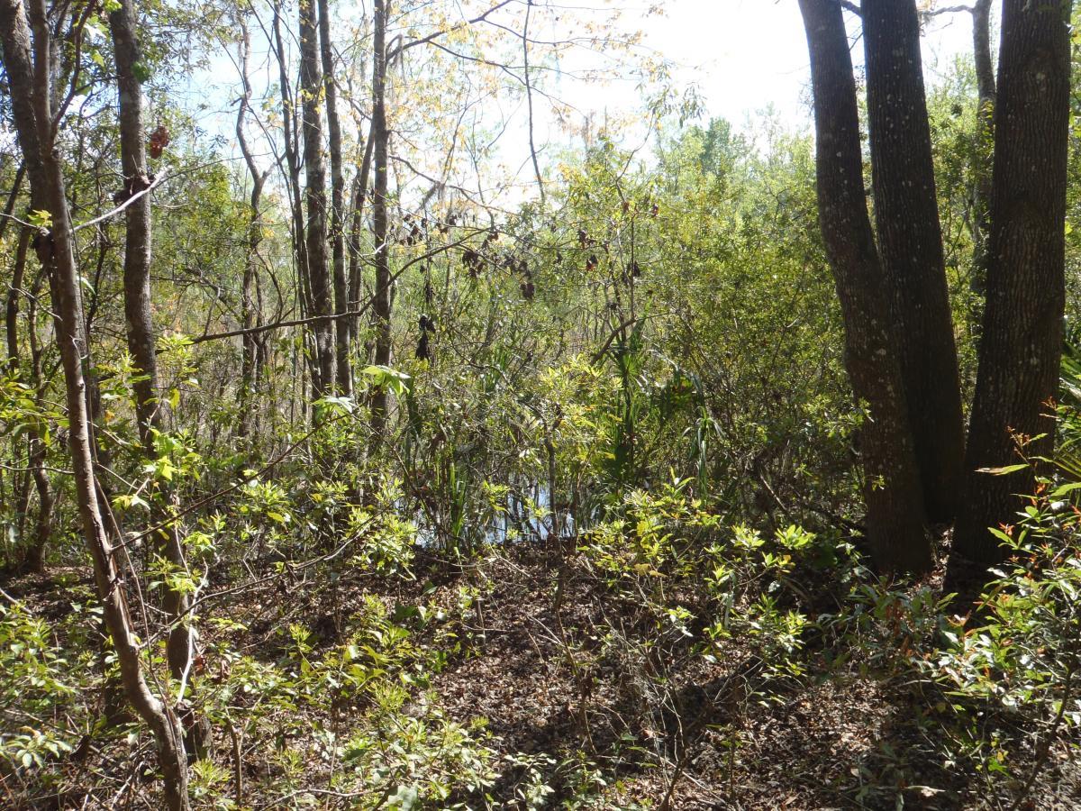 A serene view of a wooded area with a mix of trees and shrubs, including some vibrant green leaves. Sunlight filters through the branches, illuminating the scene and revealing a small body of water in the background, partially obscured by the foliage. Creekside mountain bike trail.