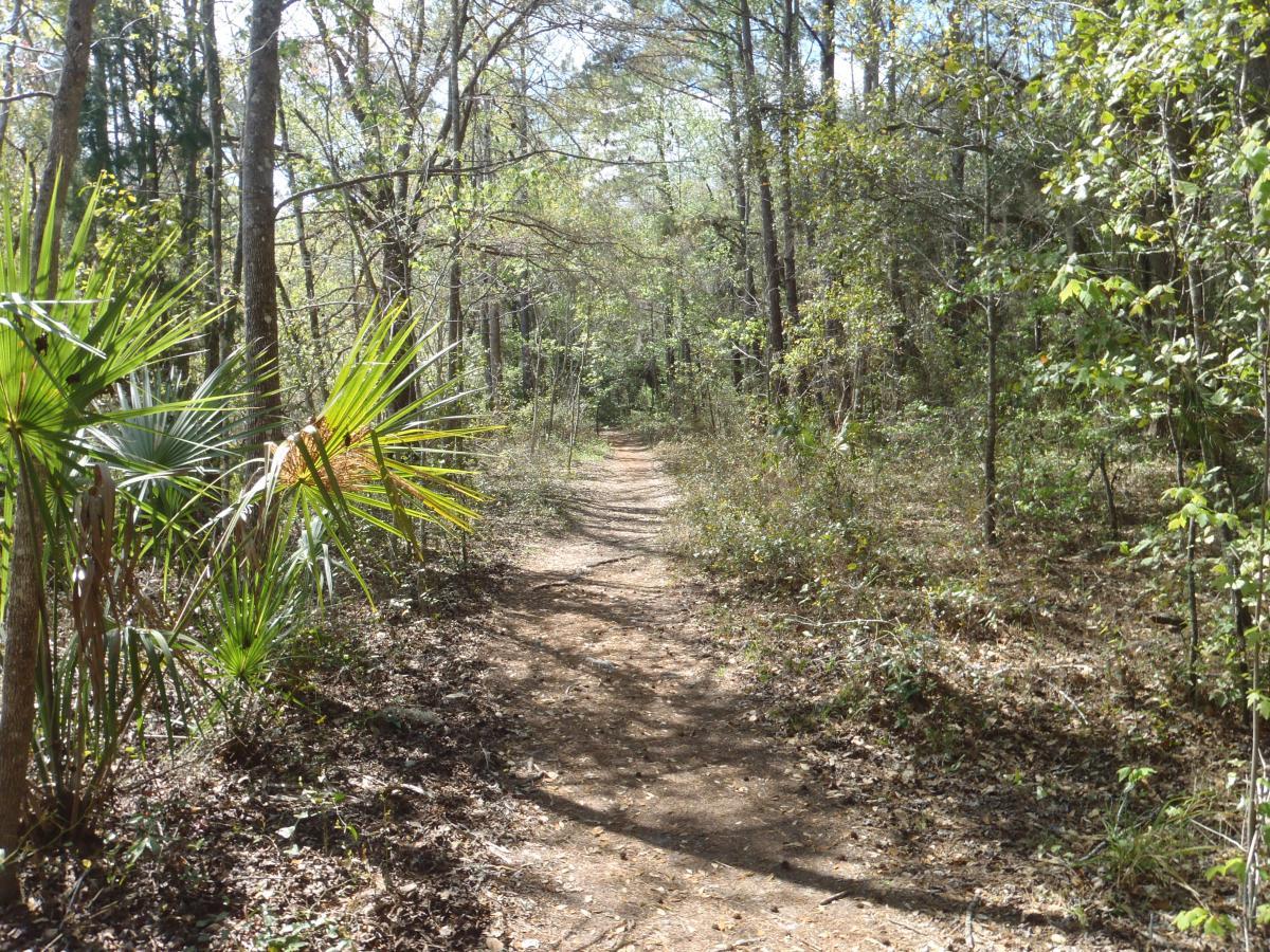 A narrow dirt path winding through a wooded area, surrounded by green foliage and tall trees. Bright sunlight filters through the leaves, illuminating the trail and highlighting palm plants on the left side. The scenery reflects a peaceful, natural setting conducive to hiking and exploration. Creekside mountain bike trail.