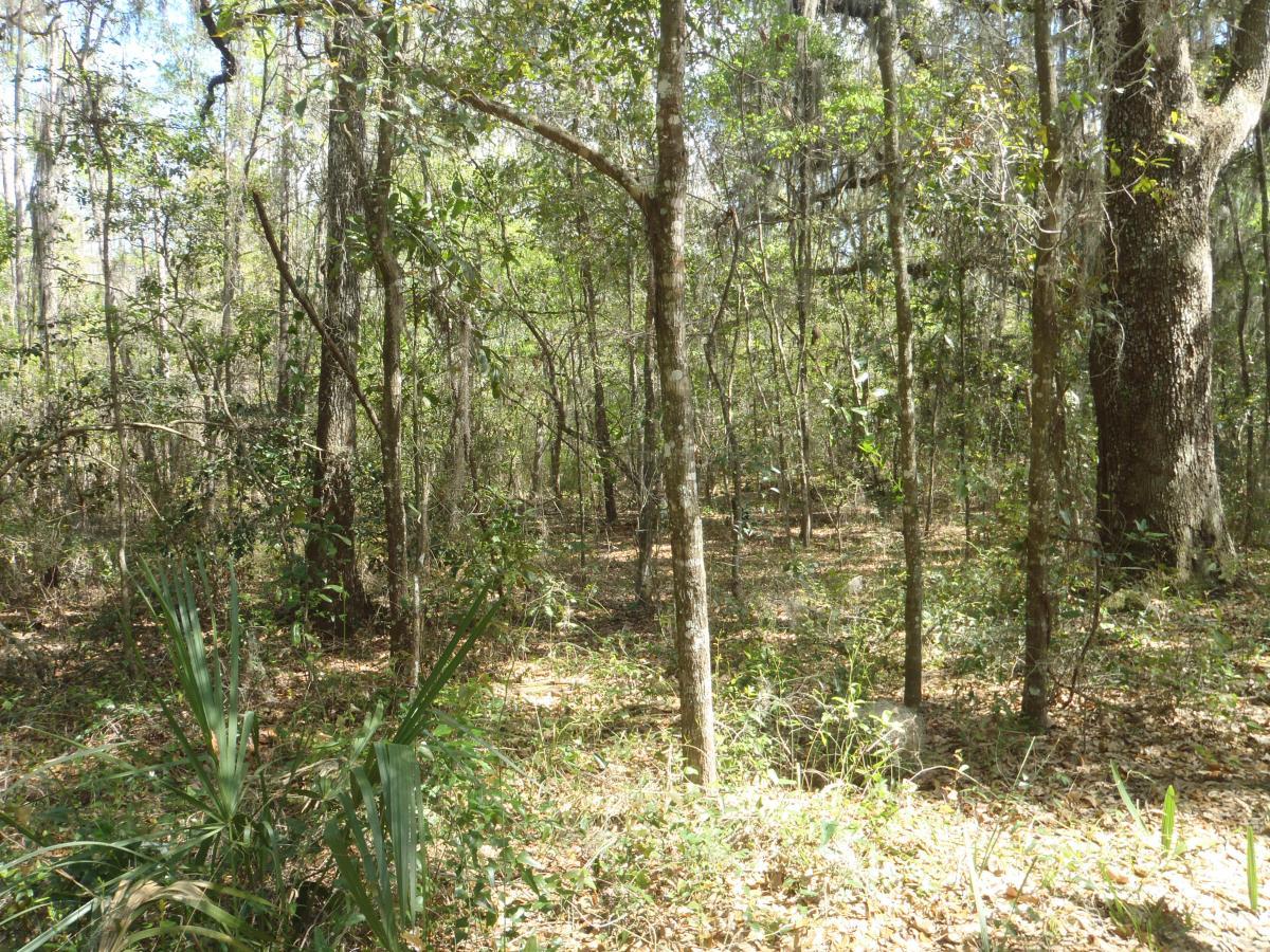 A dense forest scene featuring a variety of trees and lush green foliage, with sunlight filtering through the leaves, illuminating the forest floor covered in fallen leaves and underbrush. Creekside mountain bike trail.