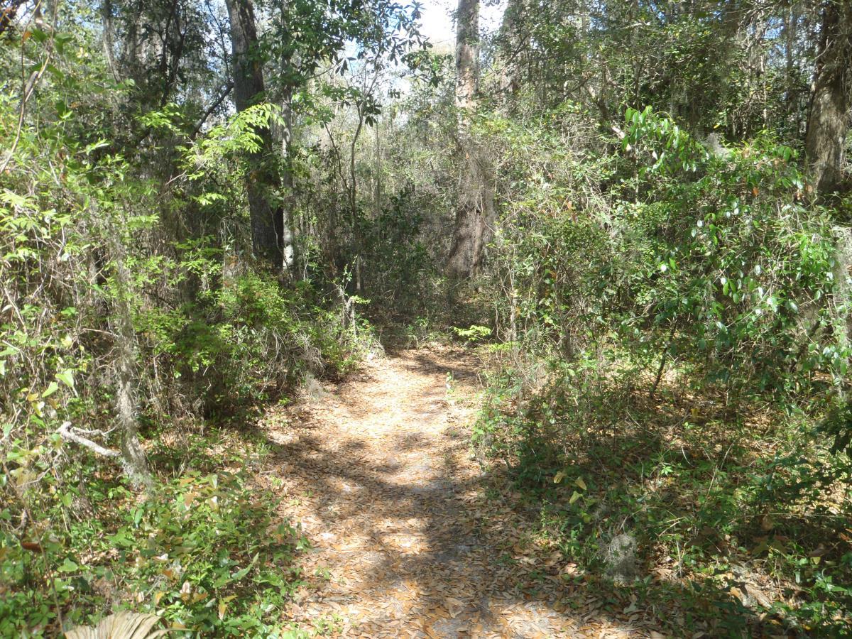 A narrow dirt path winding through a lush, green forest, surrounded by trees and dense foliage. Sunlight filters through the leaves, casting dappled light on the ground covered in dry leaves. Creekside mountain bike trail.