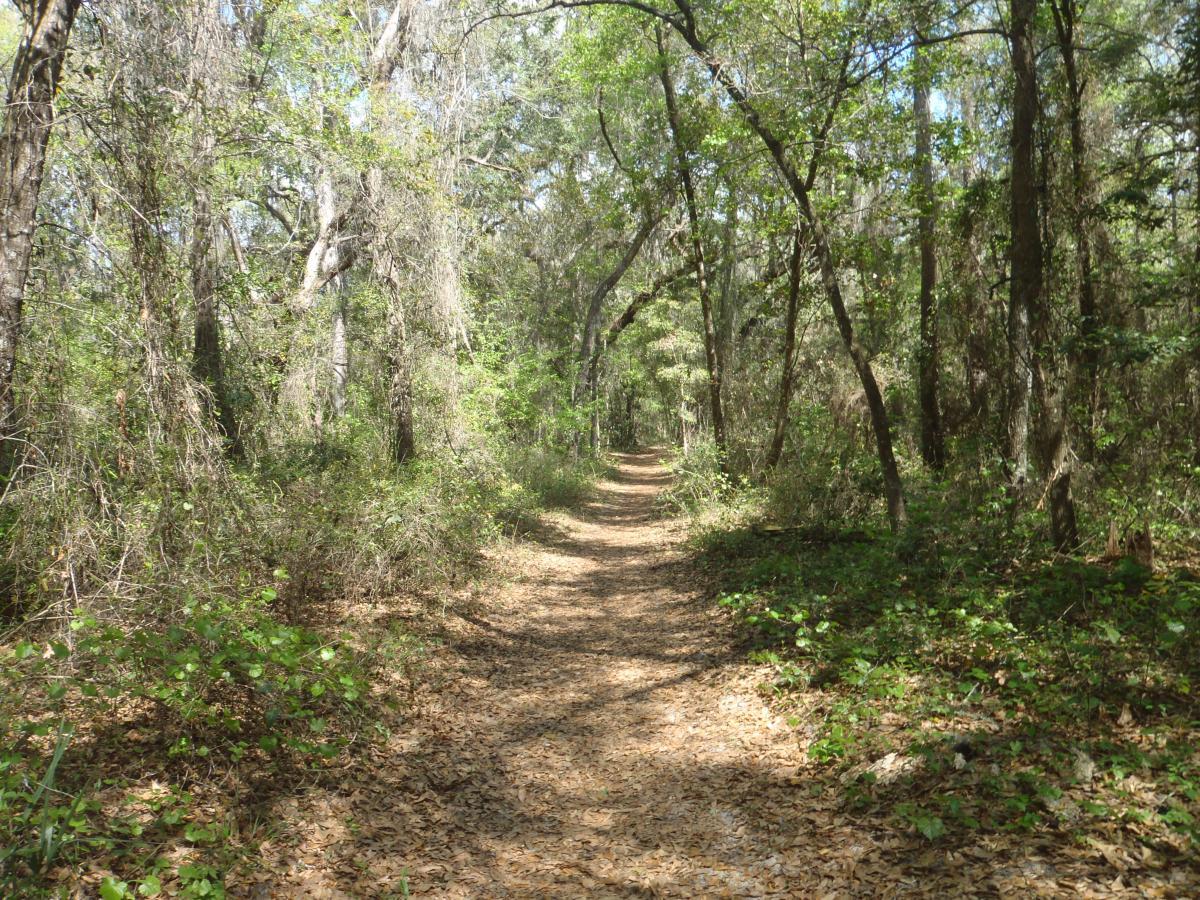 A dirt path winding through a lush forest, surrounded by green foliage and tall trees. Sunlight filters through the leaves, casting dappled shadows on the ground covered with fallen leaves. Creekside mountain bike trail.