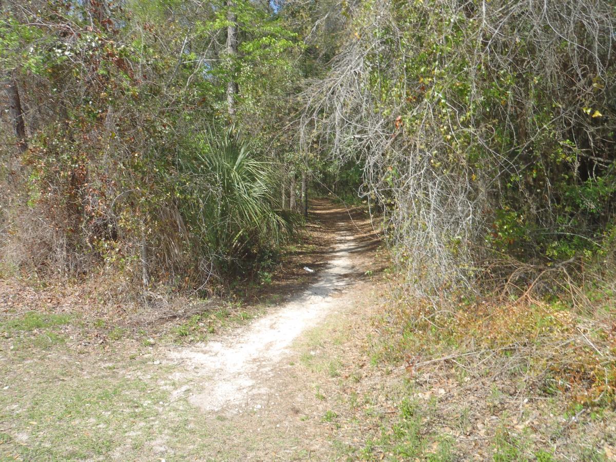 A narrow dirt path winding through a lush, green forest, surrounded by trees and underbrush. The path is framed by diverse vegetation, including palm-like plants and vines, creating a serene and natural atmosphere. Sunlight filters through the leaves, casting dappled shadows on the trail. Creekside mountain bike trail.