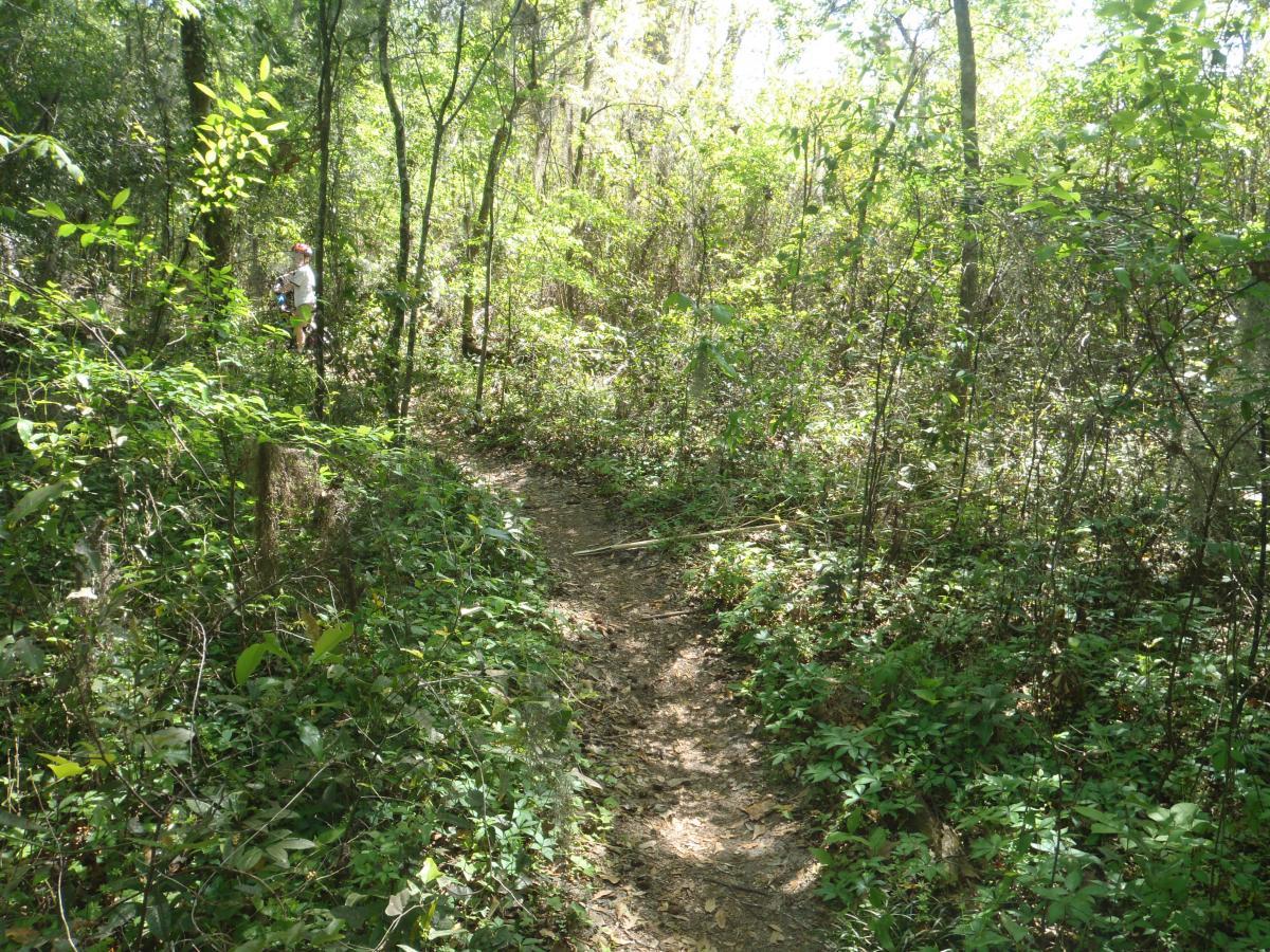 A narrow dirt path winding through a lush, green forest. Sunlight filters through the tree canopy, illuminating the dense foliage and underbrush. In the background, a person can be seen standing amid the trees, surrounded by nature. The Rock Trail mountain bike trail.