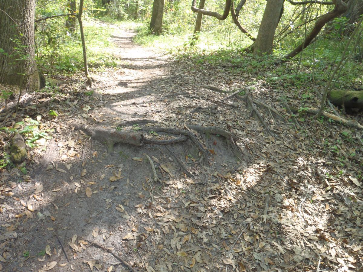 A forested walking trail covered with fallen leaves, showing exposed tree roots along the path. Sunlight filters through the trees, creating a natural, serene ambiance. The Rock Trail mountain bike trail.
