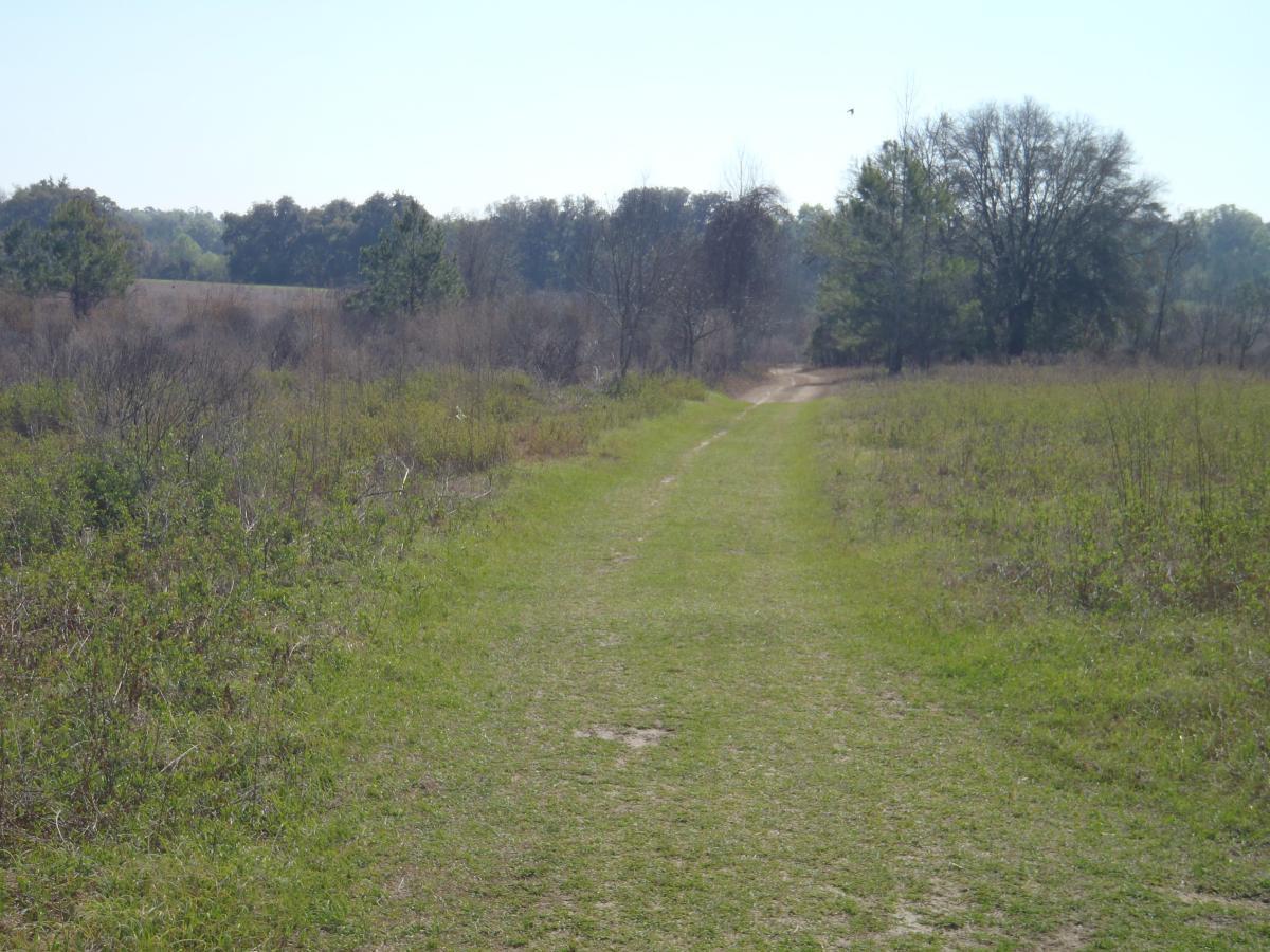 A sunny outdoor path winding through a grassy area, bordered by low vegetation and trees in the background. The scene conveys a peaceful, natural landscape perfect for walking or hiking. San Felasco Hammock Preserve mountain bike trail.