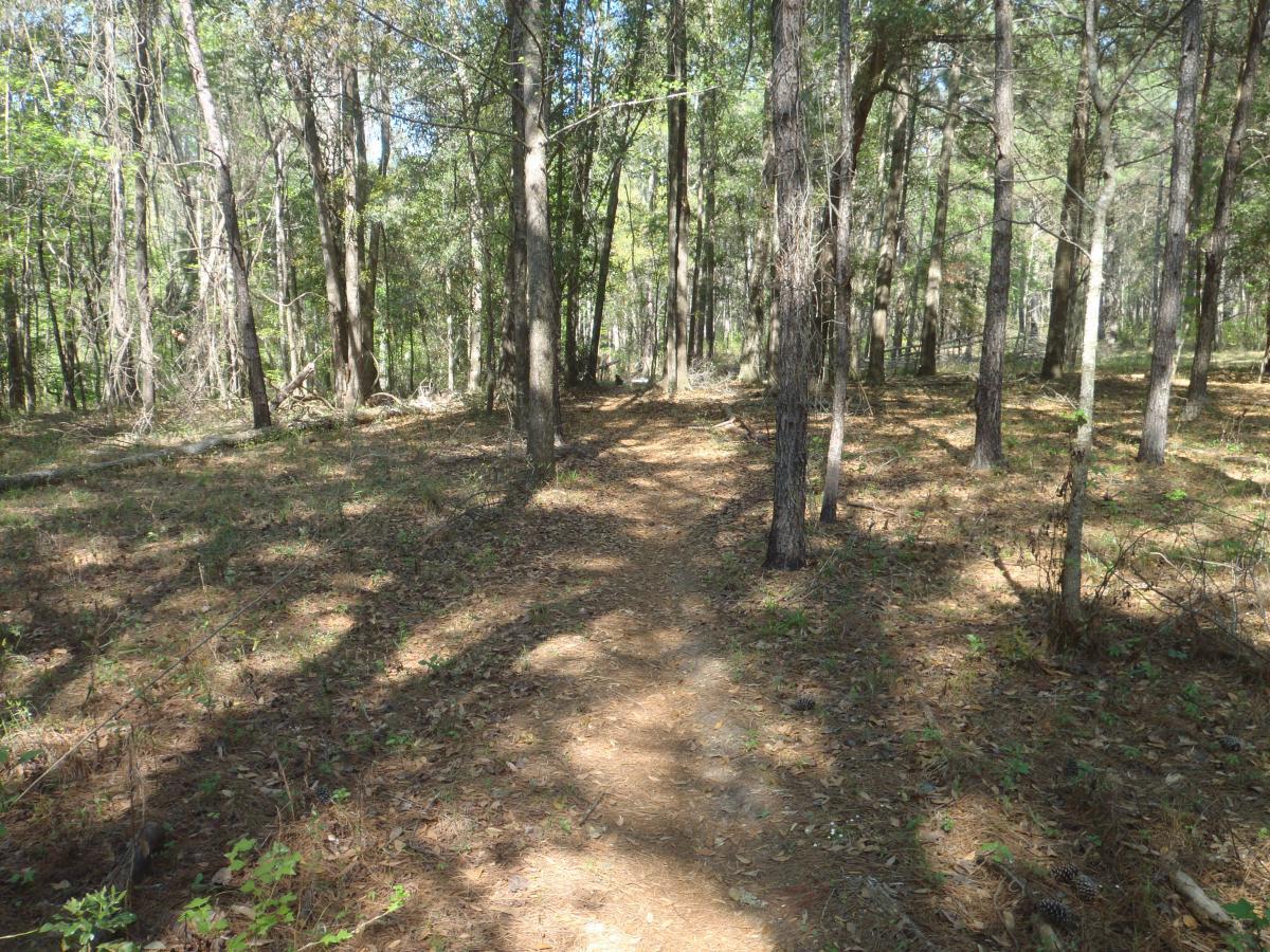 A narrow dirt path winding through a wooded area, surrounded by tall trees and dappled sunlight filtering through the leaves. The ground is covered with fallen pine needles and small plants, creating a natural and serene atmosphere. Conquistador mountain bike trail.
