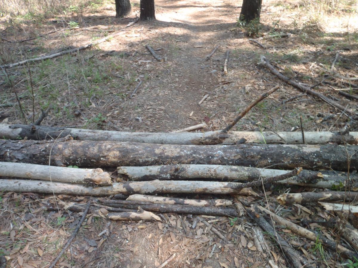 A dirt path in a wooded area, with fallen logs partially obstructing the trail. The ground is covered with dry leaves and small twigs, and there are trees in the background. Conquistador mountain bike trail.