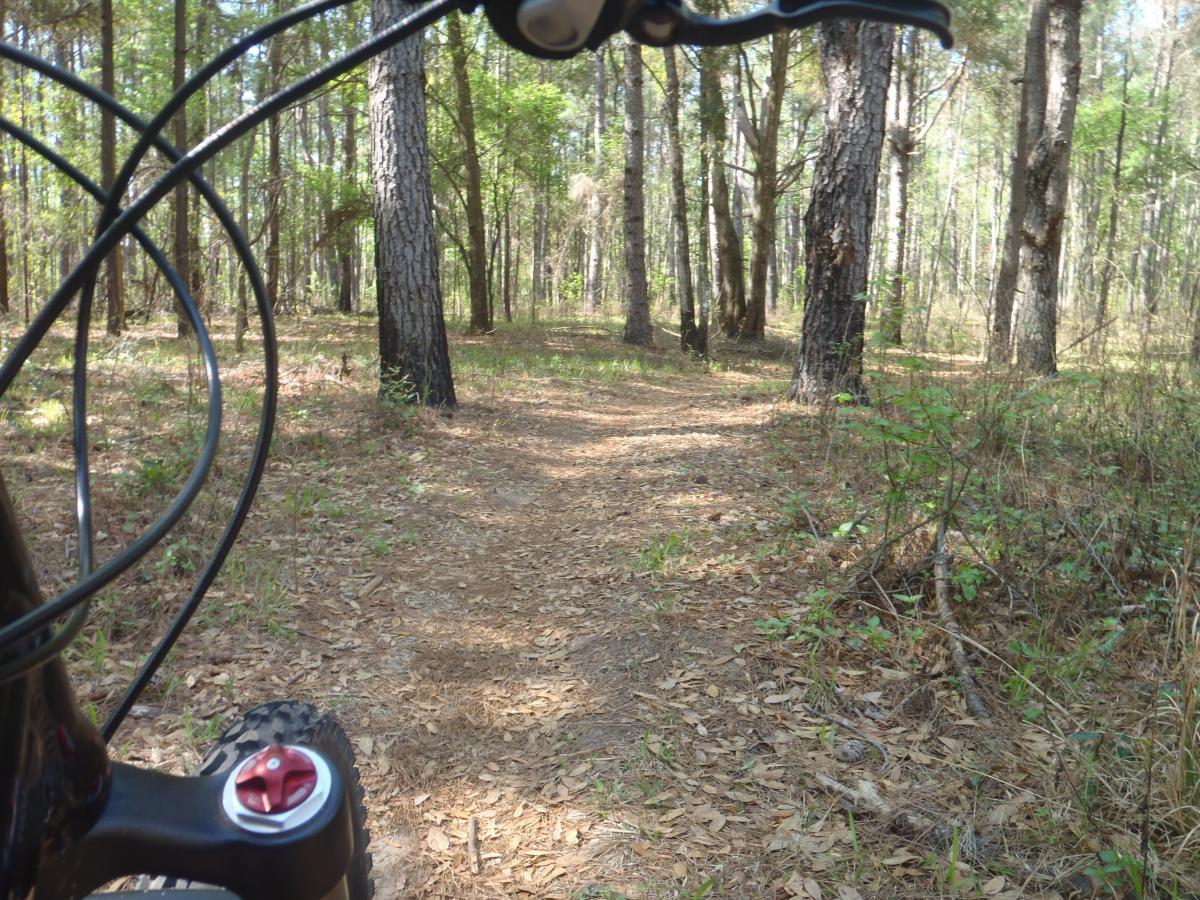 A view of a dirt path winding through a forest, captured from the perspective of a mountain bike's handlebars. Tall trees line the path, and the ground is covered with leaves and small plants, creating a serene outdoor atmosphere. Conquistador mountain bike trail.