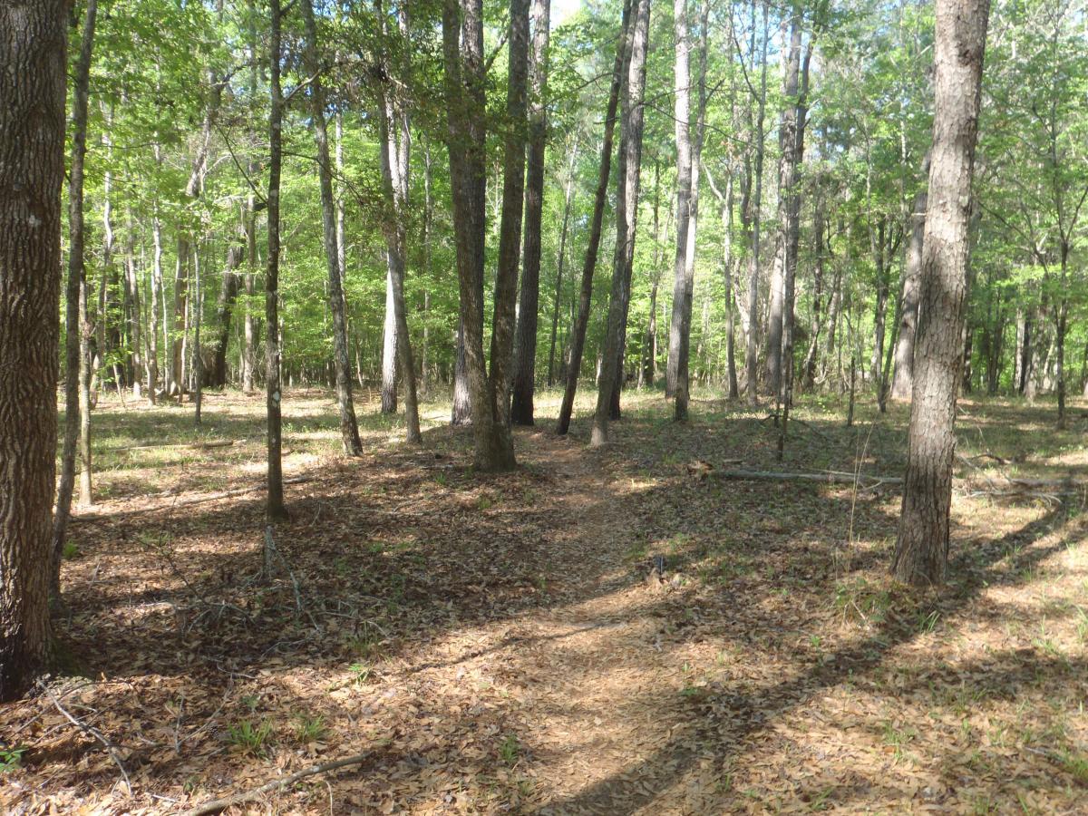 A natural forest scene featuring tall trees with green foliage and a winding dirt path through a wooded area. Sunlight filters through the leaves, casting dappled shadows on the forest floor, which is covered in fallen leaves and scattered twigs. Conquistador mountain bike trail.