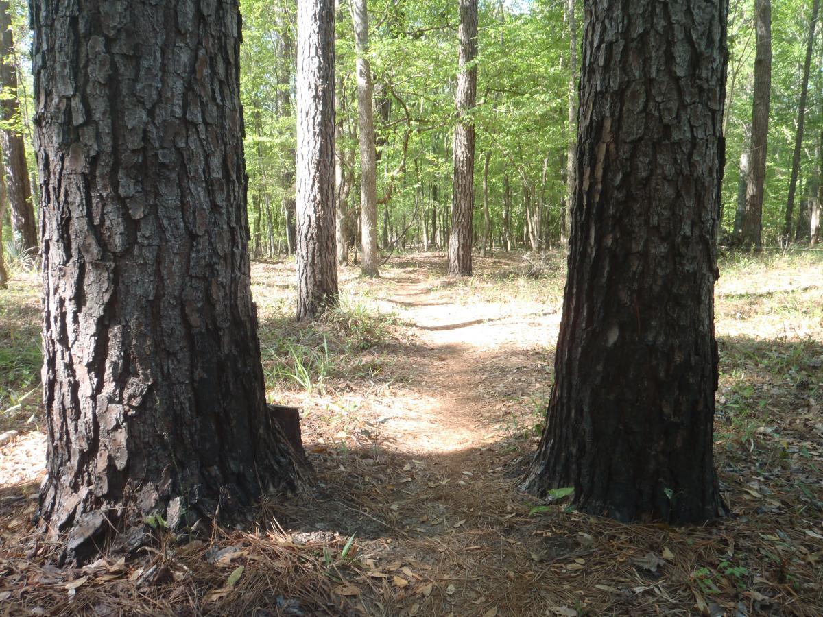 A narrow dirt path winding through a forest, framed by two large tree trunks. The ground is covered with pine needles and the surroundings are filled with tall, green trees, creating a peaceful and natural scene. Conquistador mountain bike trail.