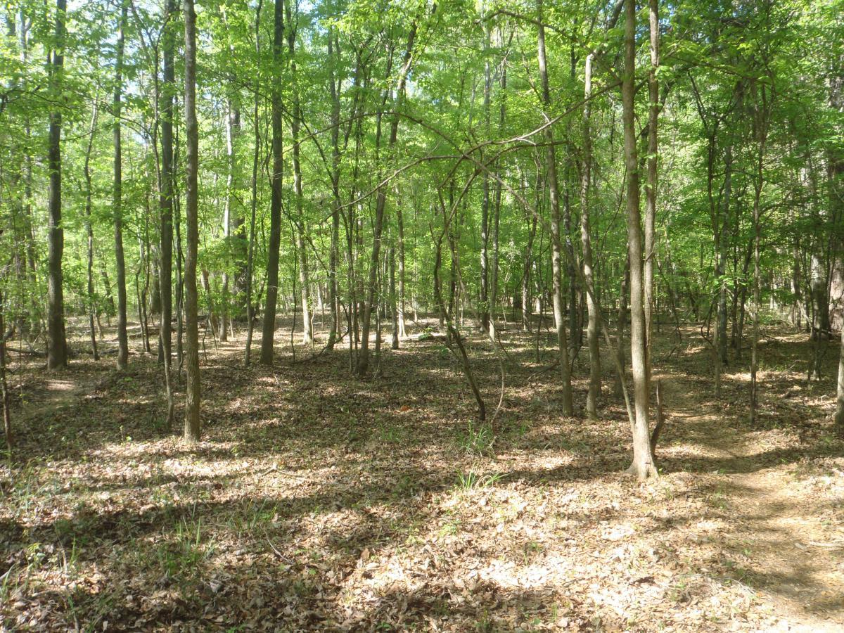 A serene forest scene featuring tall trees with bright green leaves, creating a sunny and peaceful environment. The ground is covered with fallen leaves, and a small winding path can be seen leading through the woods. Sunlight filters through the canopy, casting light and shadows on the forest floor. Conquistador mountain bike trail.