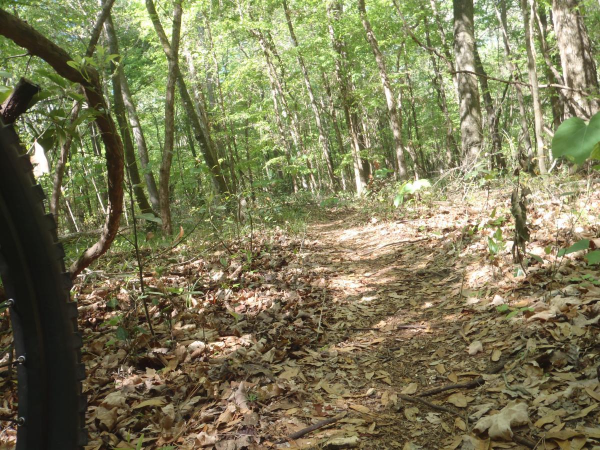 A forest trail with a view from the ground, featuring a mixture of dirt and fallen leaves, flanked by green foliage and trees. A bicycle tire is partially visible on the left side of the image. Conquistador mountain bike trail.