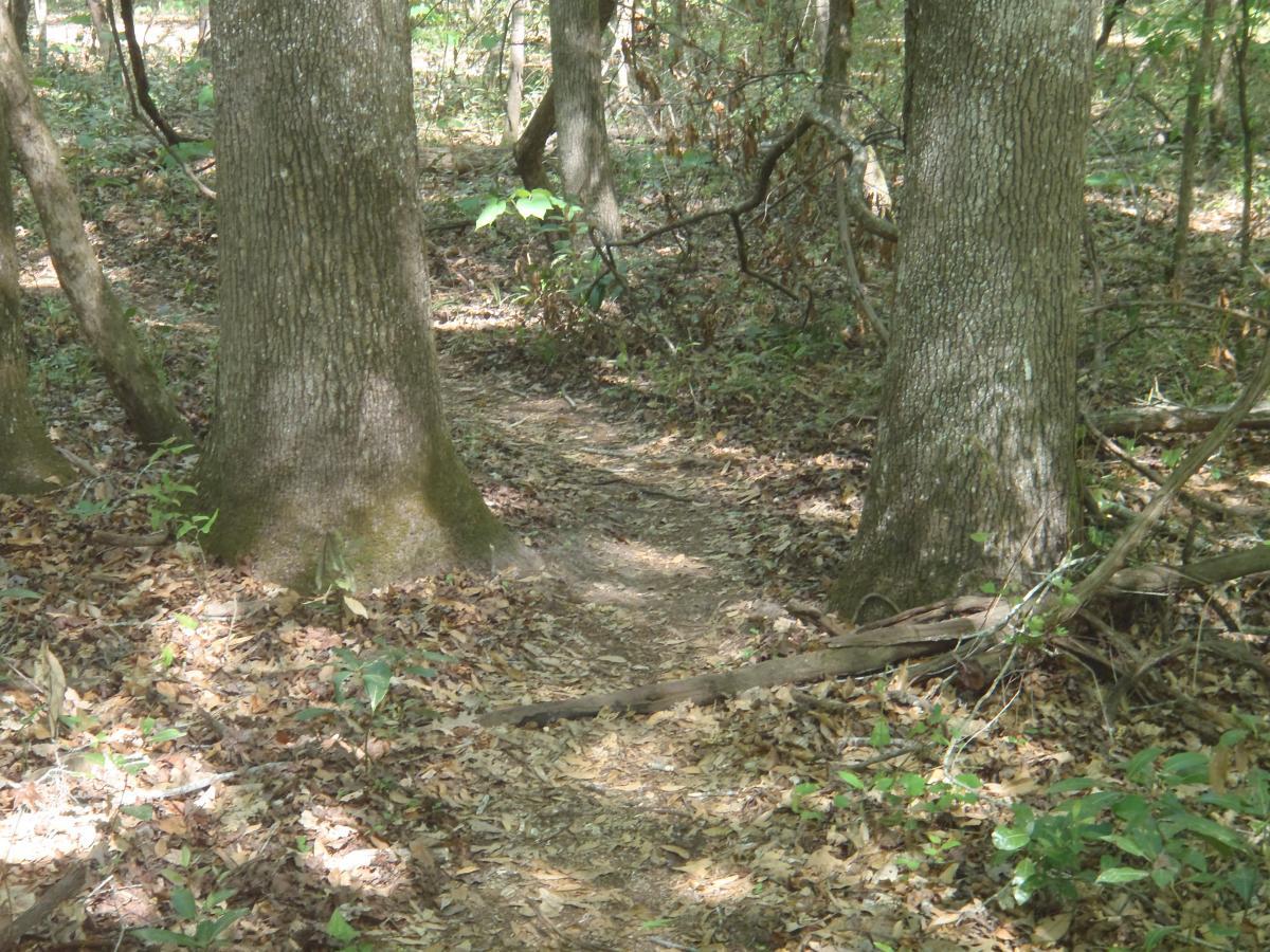 A narrow dirt path winding through a forest, bordered by tall trees and scattered with fallen leaves and small plants. The sunlight filters through the canopy, creating a serene, natural atmosphere. Conquistador mountain bike trail.