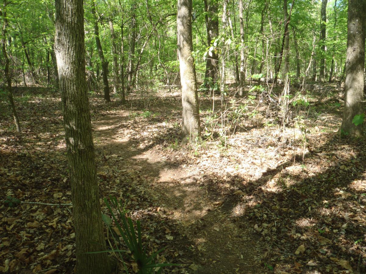 A tranquil forest path winding through dense greenery, with sunlight filtering through the leaves. The ground is covered in brown leaves, and the path is flanked by tall trees and small plants, creating a serene natural setting. Conquistador mountain bike trail.