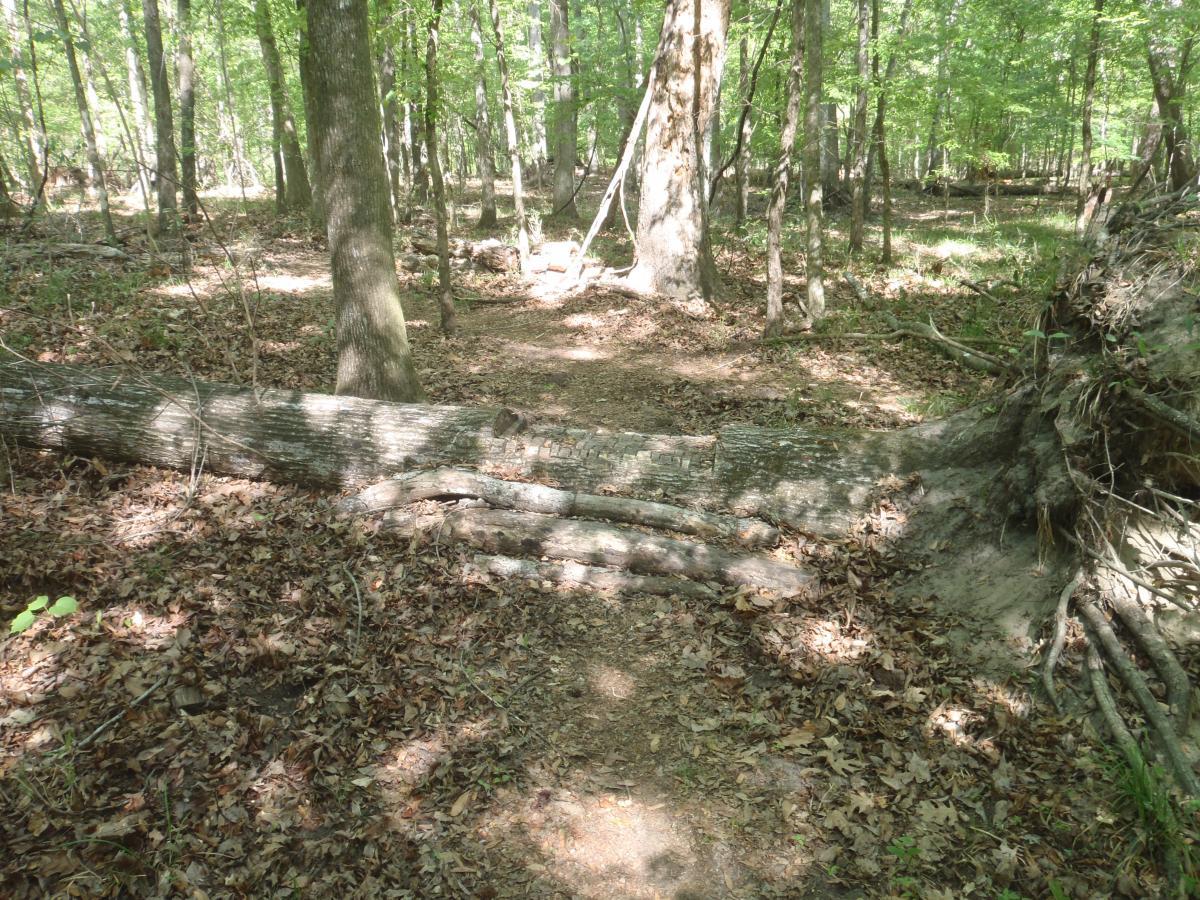 A natural forest scene featuring a dirt path leading through a wooded area. A large fallen tree trunk lies across the path, surrounded by scattered leaves and greenery, with tall trees in the background. Conquistador mountain bike trail.