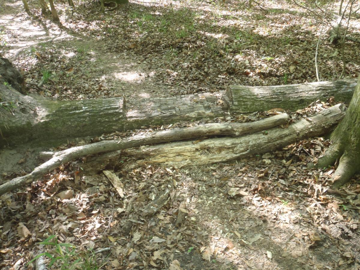 A log placed across a forest floor, surrounded by fallen leaves and trees. Sunlight filters through the canopy, illuminating the earthy path and natural debris. Conquistador mountain bike trail.