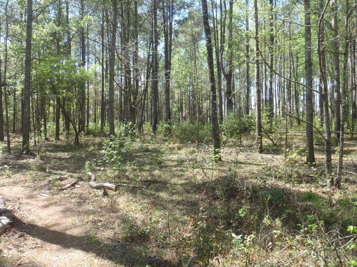 A tranquil forest scene featuring tall, green trees and a carpet of forest floor vegetation. Sunlight filters through the foliage, illuminating a narrow dirt path winding through the woods. The environment is serene and lush, with patches of sunlight highlighting the greenery and underbrush. Hidden Rise mountain bike trail.