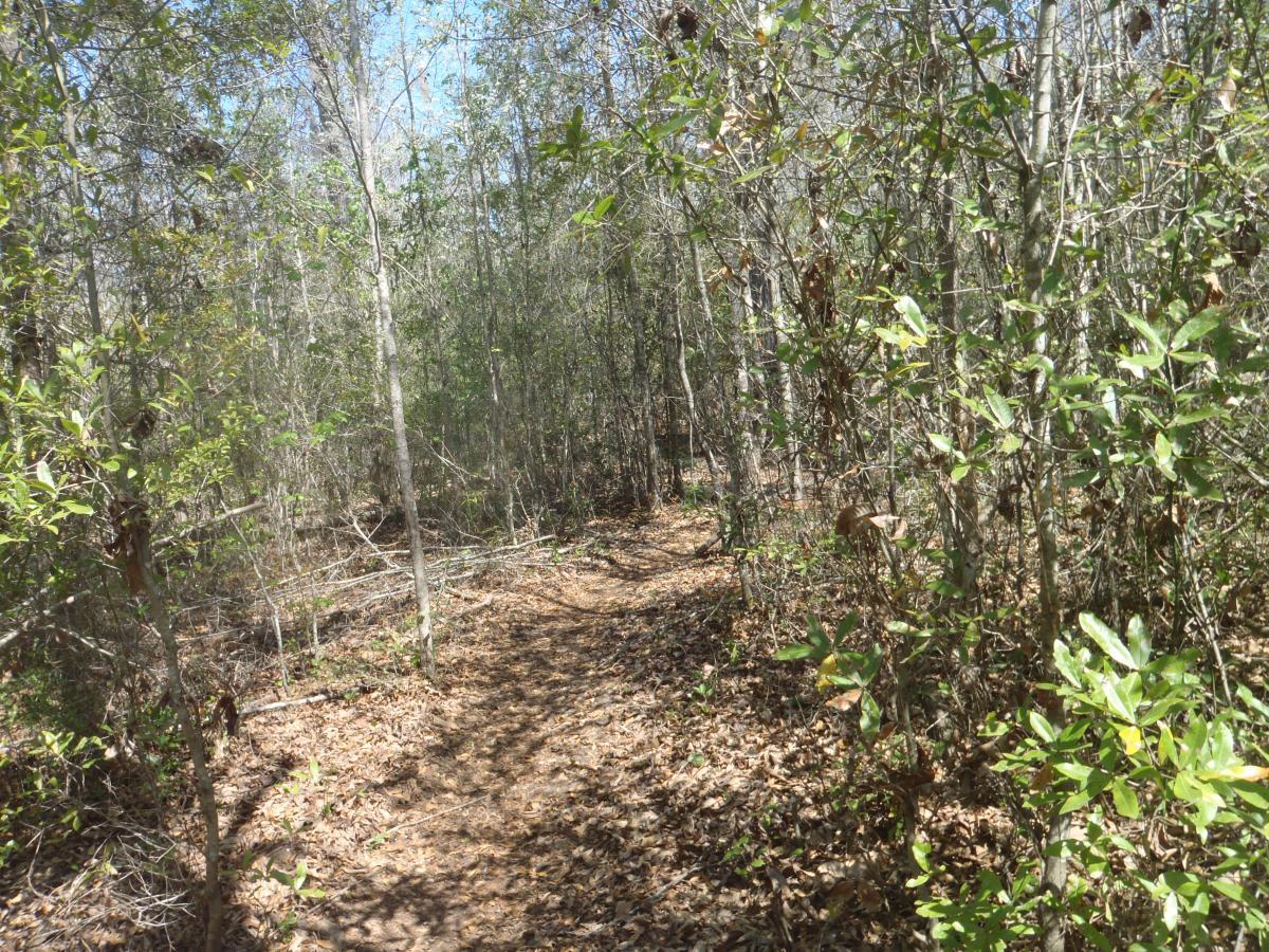 A narrow dirt path winding through a wooded area filled with green foliage and leaf-covered ground, under a clear blue sky. Hidden Rise mountain bike trail.