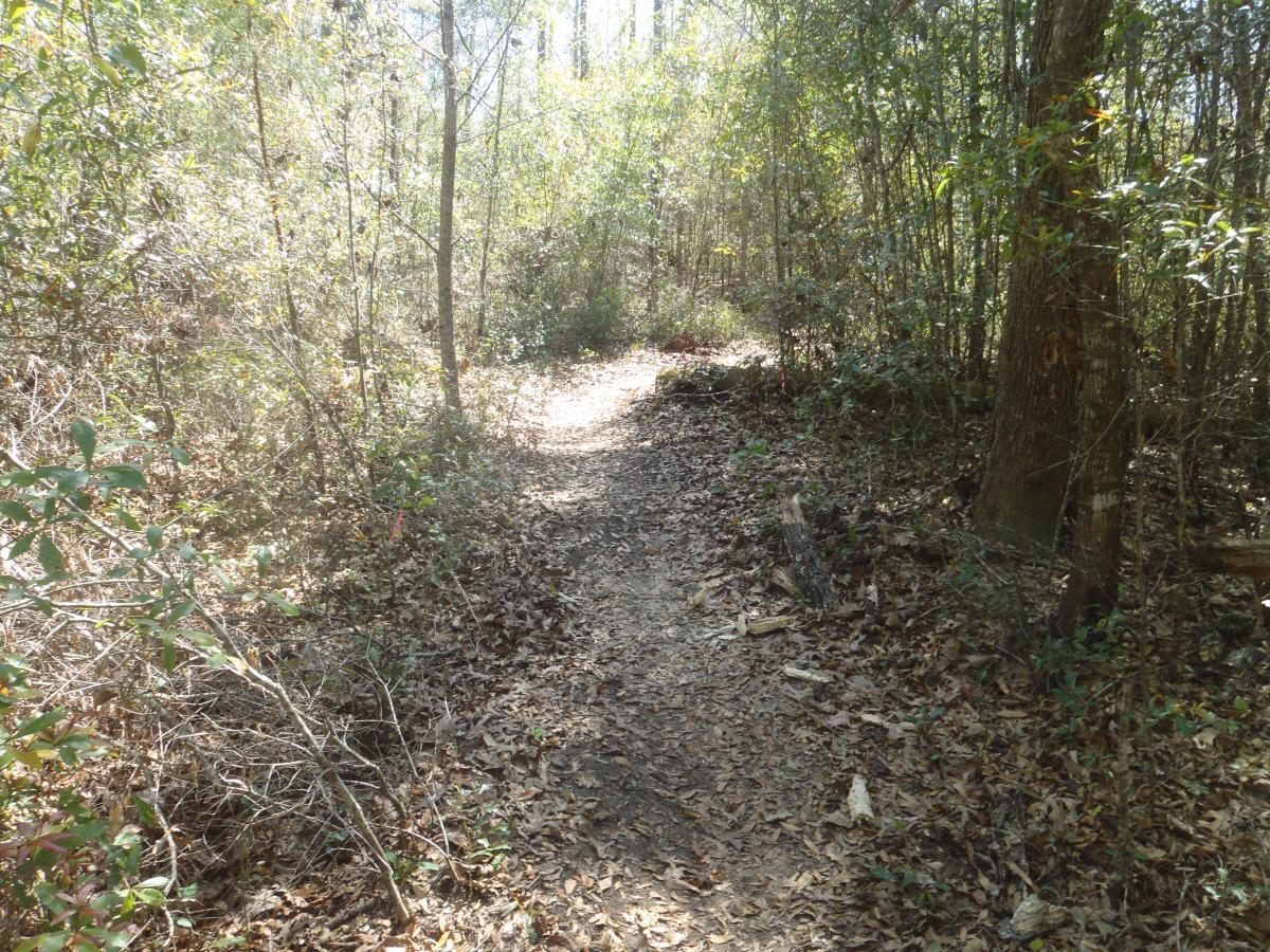 A narrow dirt path winding through a sunlit forest, surrounded by lush greenery and scattered fallen leaves. The scene portrays a tranquil outdoor environment, ideal for walking or hiking. Hidden Rise mountain bike trail.
