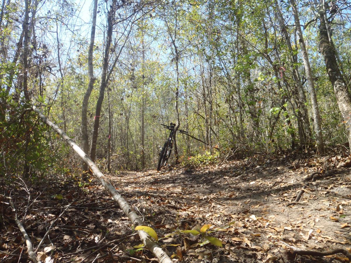A mountain bike resting on a dirt path surrounded by trees and shrubs in a wooded area, with sunlight filtering through the leaves. The ground is covered in fallen leaves, and a few branches lay across the trail, indicating a natural outdoor environment. Hidden Rise mountain bike trail.