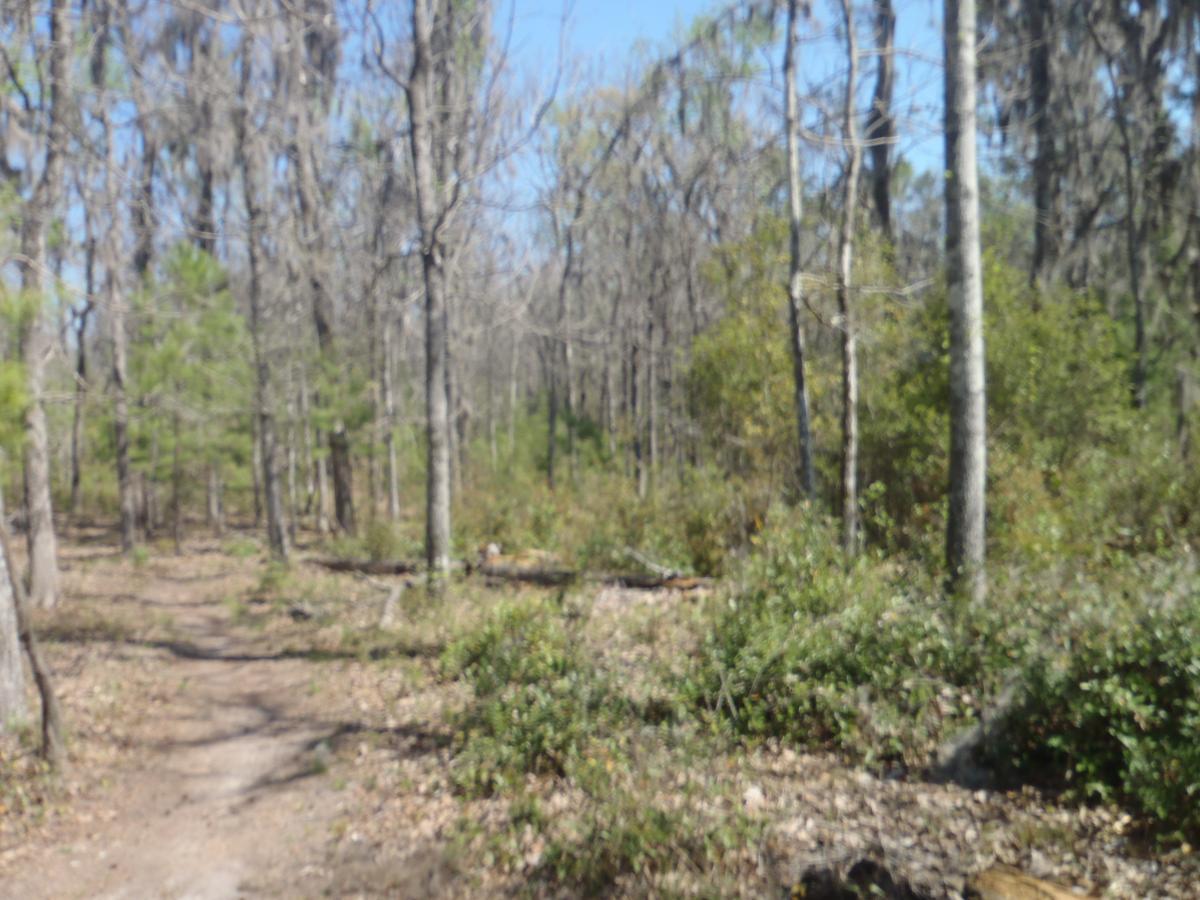A blurred path winding through a wooded area with a mix of bare trees and green shrubs under a clear blue sky. Hidden Rise mountain bike trail.