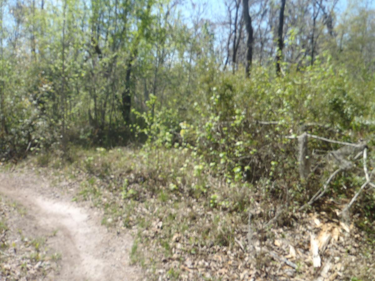 A blurred image of a forest path surrounded by greenery, including small trees and shrubs, under a bright blue sky. The path curves to the right, indicating a natural trail in a wooded area. Hidden Rise mountain bike trail.