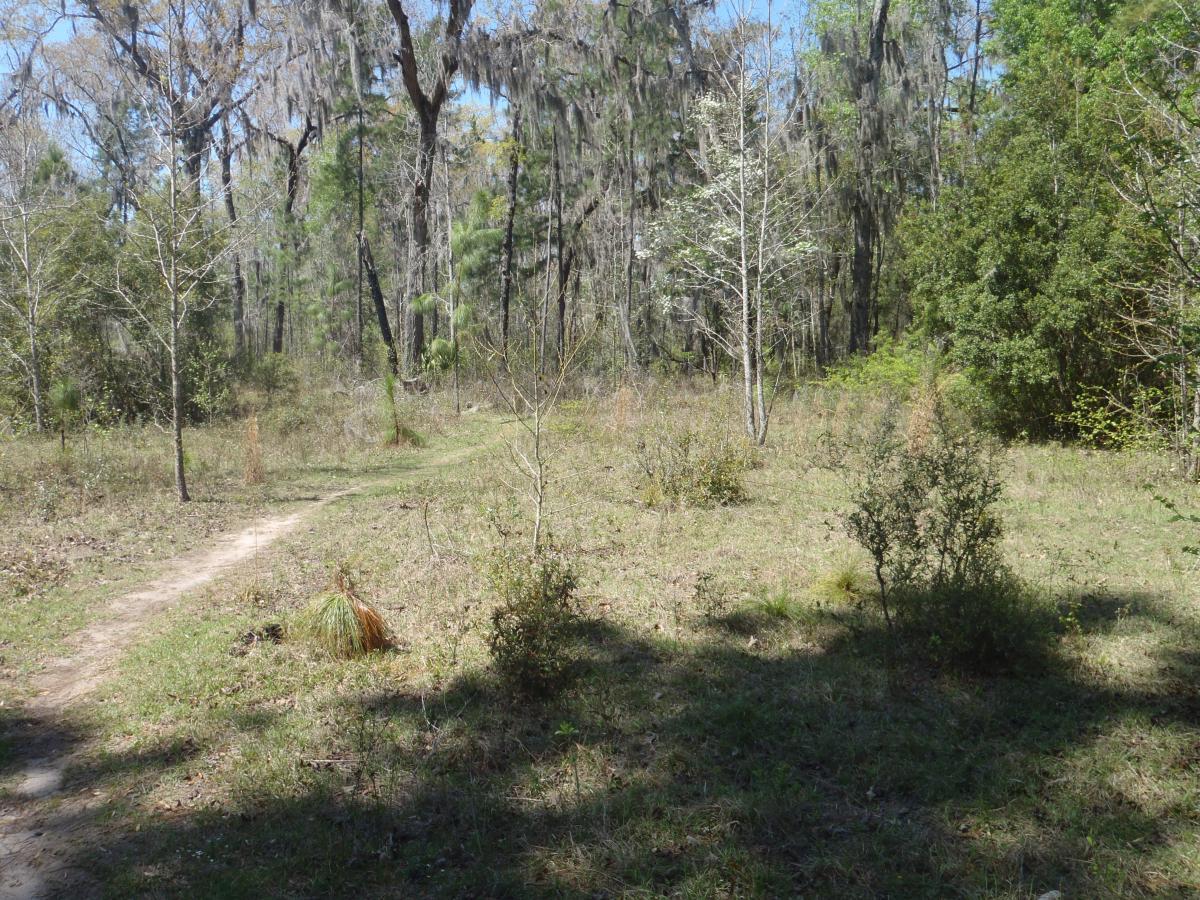 A dirt path winding through a lush, green forest with sparse trees and shrubs under a clear blue sky. The landscape features a mix of grasses and small plants, with some trees displaying moss hanging from their branches. Pine For You mountain bike trail.