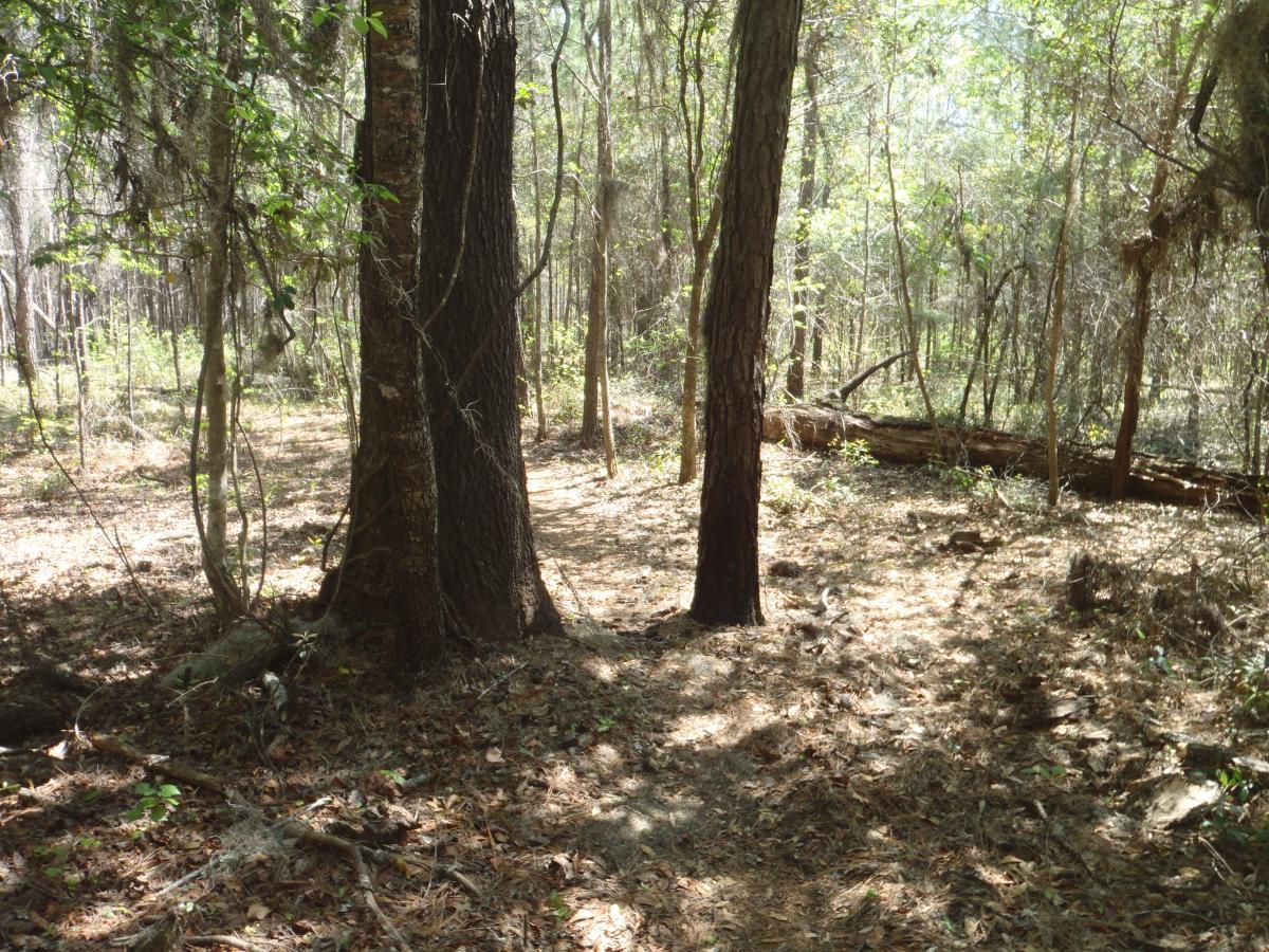A serene forest scene featuring tall trees surrounded by sunlight filtering through the leaves. The ground is covered with fallen leaves and twigs, creating a natural, earthy atmosphere. A fallen log lies in the background, enhancing the woodland ambiance. Pine For You mountain bike trail.
