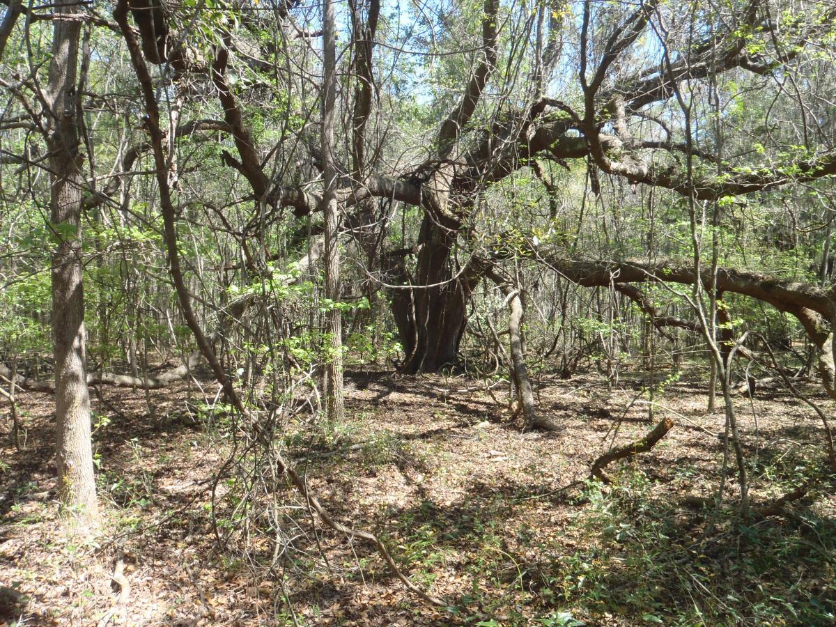 A dense forest scene featuring twisted tree branches, scattered leaves on the ground, and a variety of green foliage. Sunlight filters through the trees, creating a dappled light effect on the forest floor. Pine For You mountain bike trail.