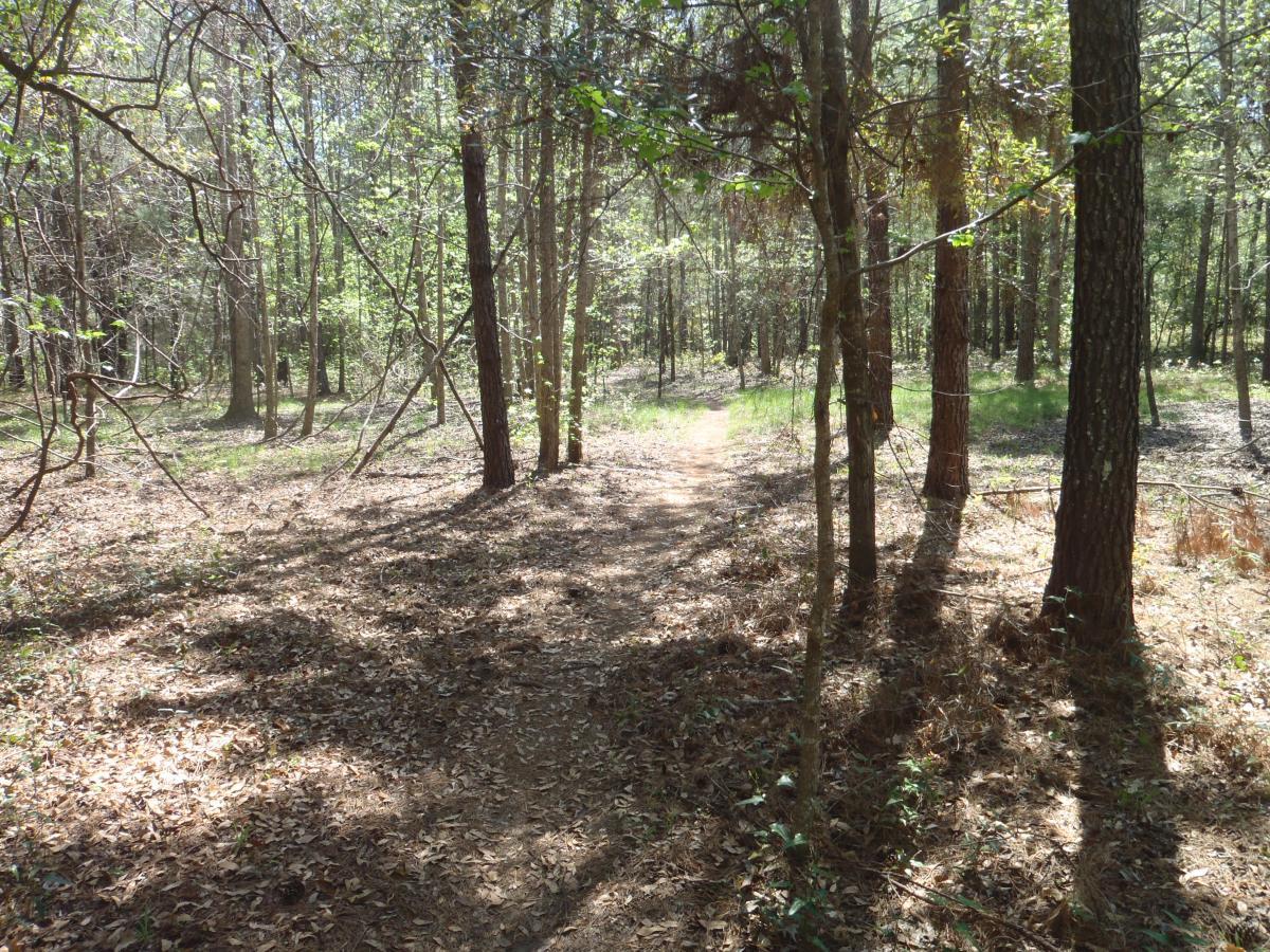 A serene forest scene featuring a narrow dirt path winding through tall trees. Sunlight filters through the leaves, casting dappled shadows on the ground covered with fallen leaves. The lush greenery and tranquil atmosphere invite exploration and connection with nature. Pine For You mountain bike trail.