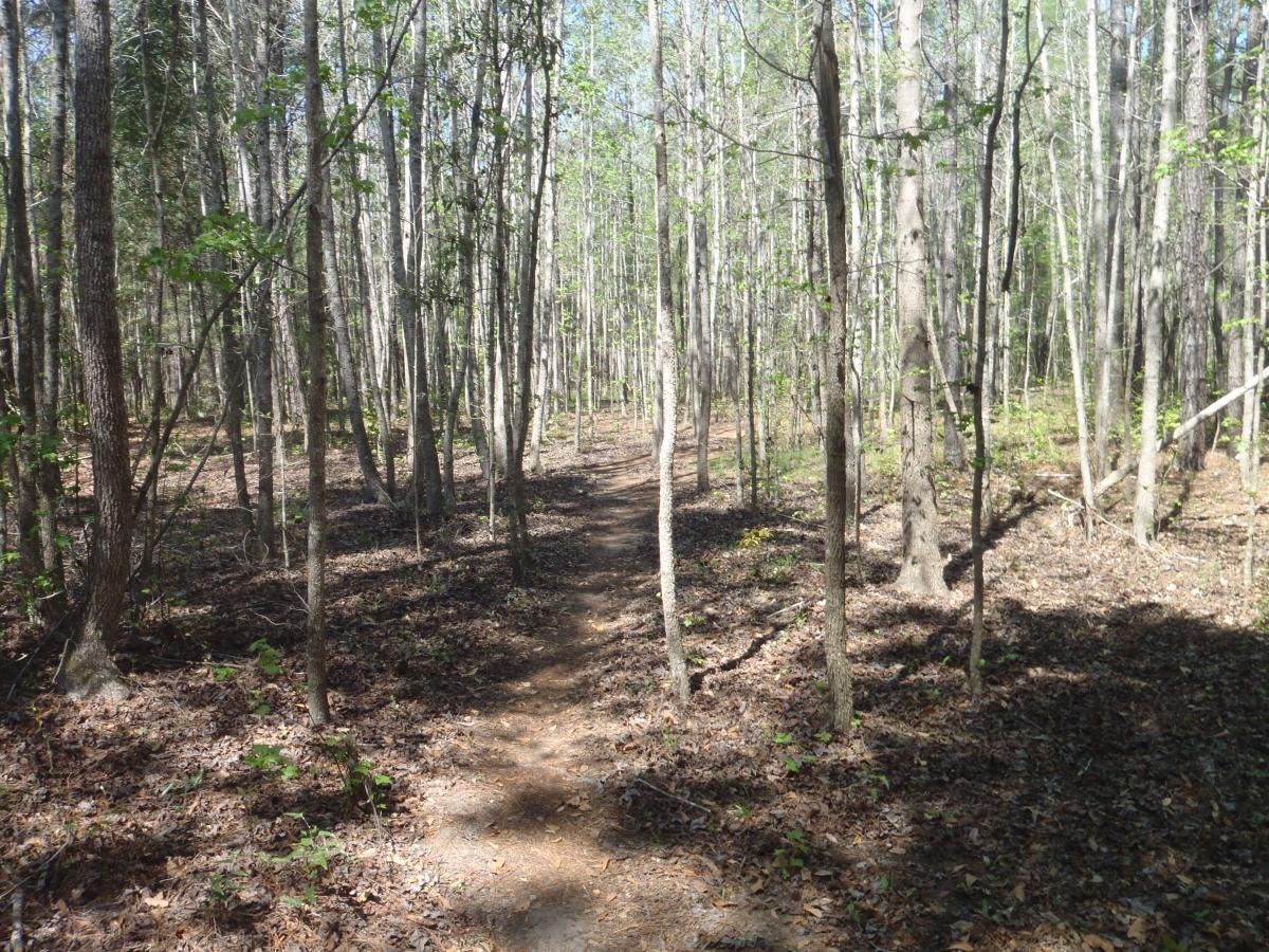 A narrow dirt path winding through a deciduous forest, with tall, slender trees on either side and scattered sunlight filtering through the leaves. The ground is covered with a mix of fallen leaves and small plants, creating a natural and serene atmosphere. Pine For You mountain bike trail.