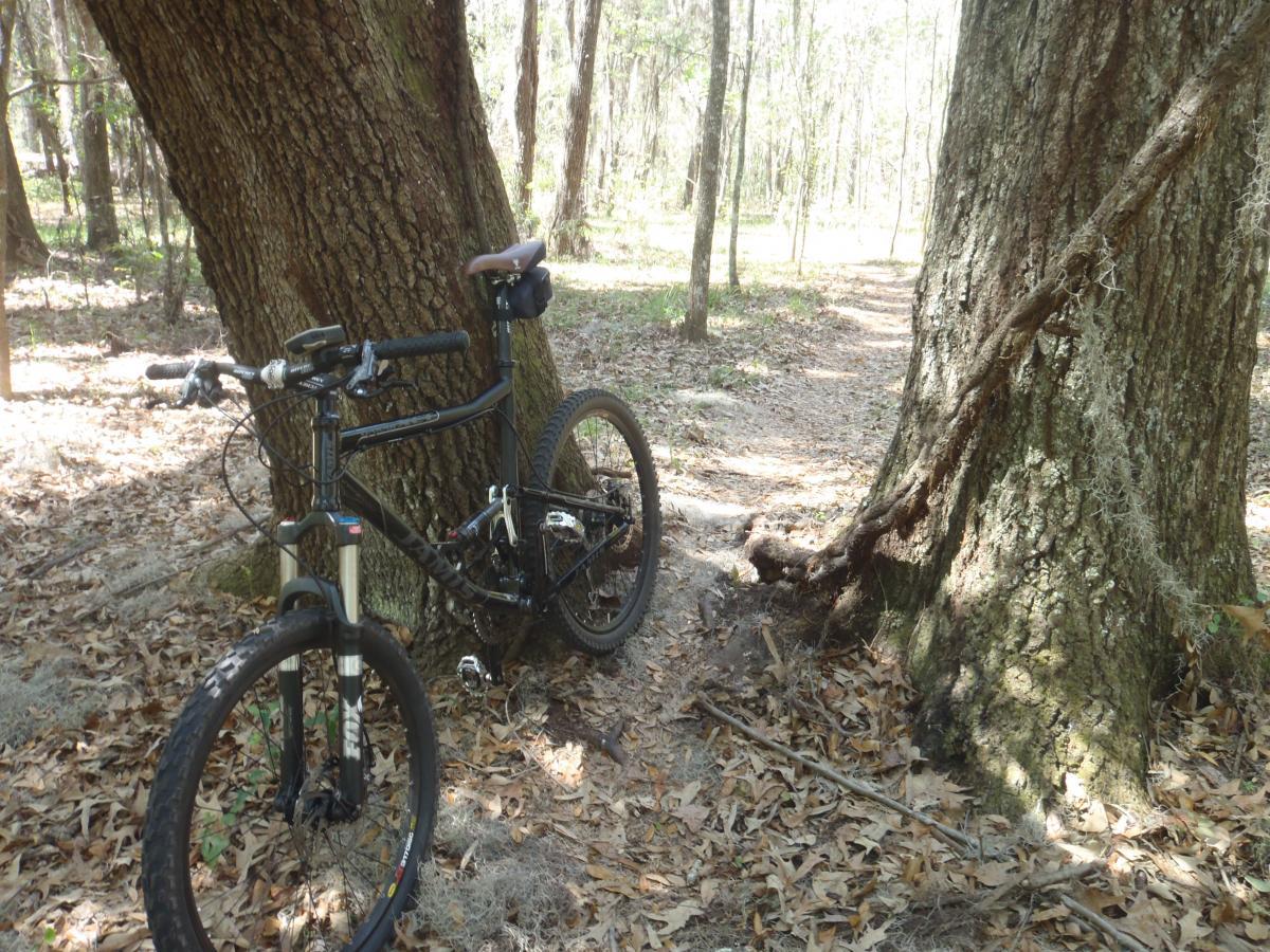 A mountain bike leaning against a large tree in a sunlit forest, surrounded by fallen leaves and a dirt path visible in the background. Pine For You mountain bike trail.