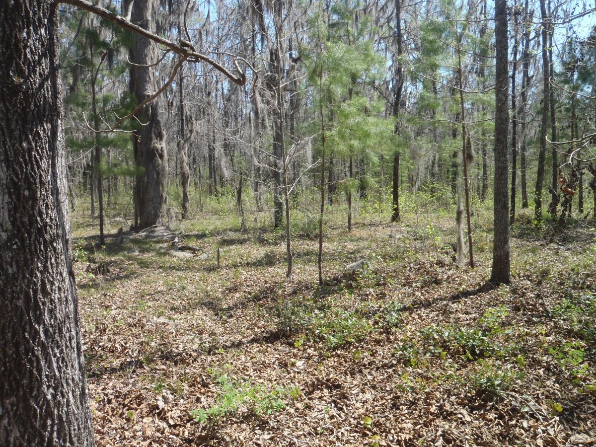 A tranquil forest scene featuring a mix of tall trees and undergrowth. The ground is covered with fallen leaves and patches of greenery, with sunlight filtering through the canopy. The atmosphere is peaceful, suggesting a natural, untouched environment. Pine For You mountain bike trail.