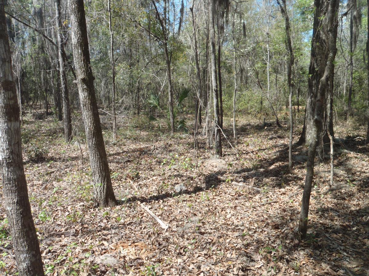 A wooded area featuring tall trees with varying foliage, a ground covered in dry leaves, and patches of sunlight filtering through the branches, creating a serene natural environment. Pine For You mountain bike trail.